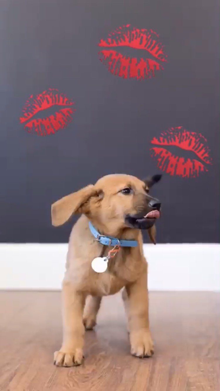 puppy kisses
