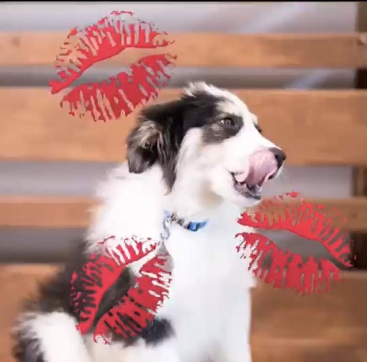 puppy kisses