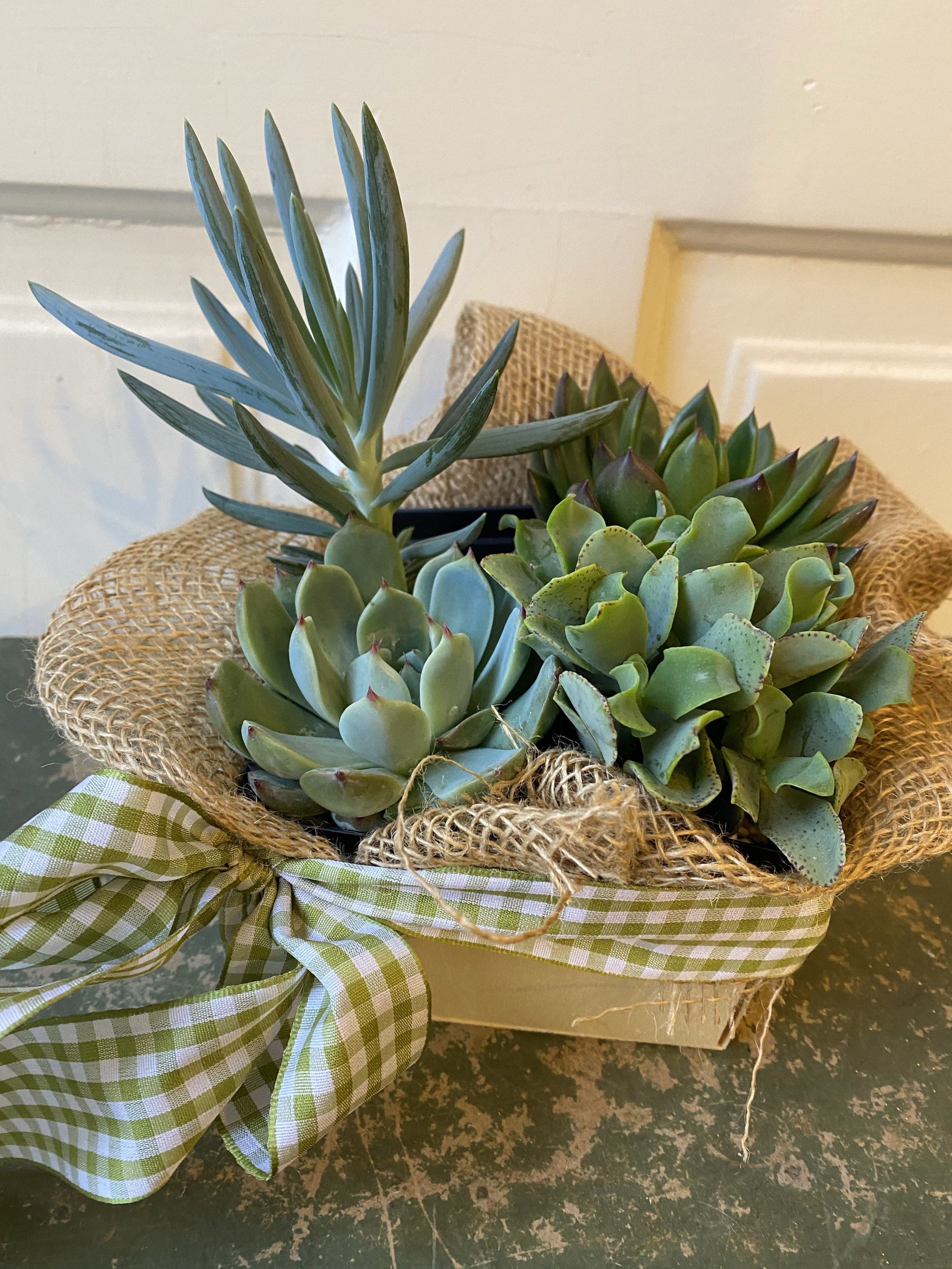 succulent subscription