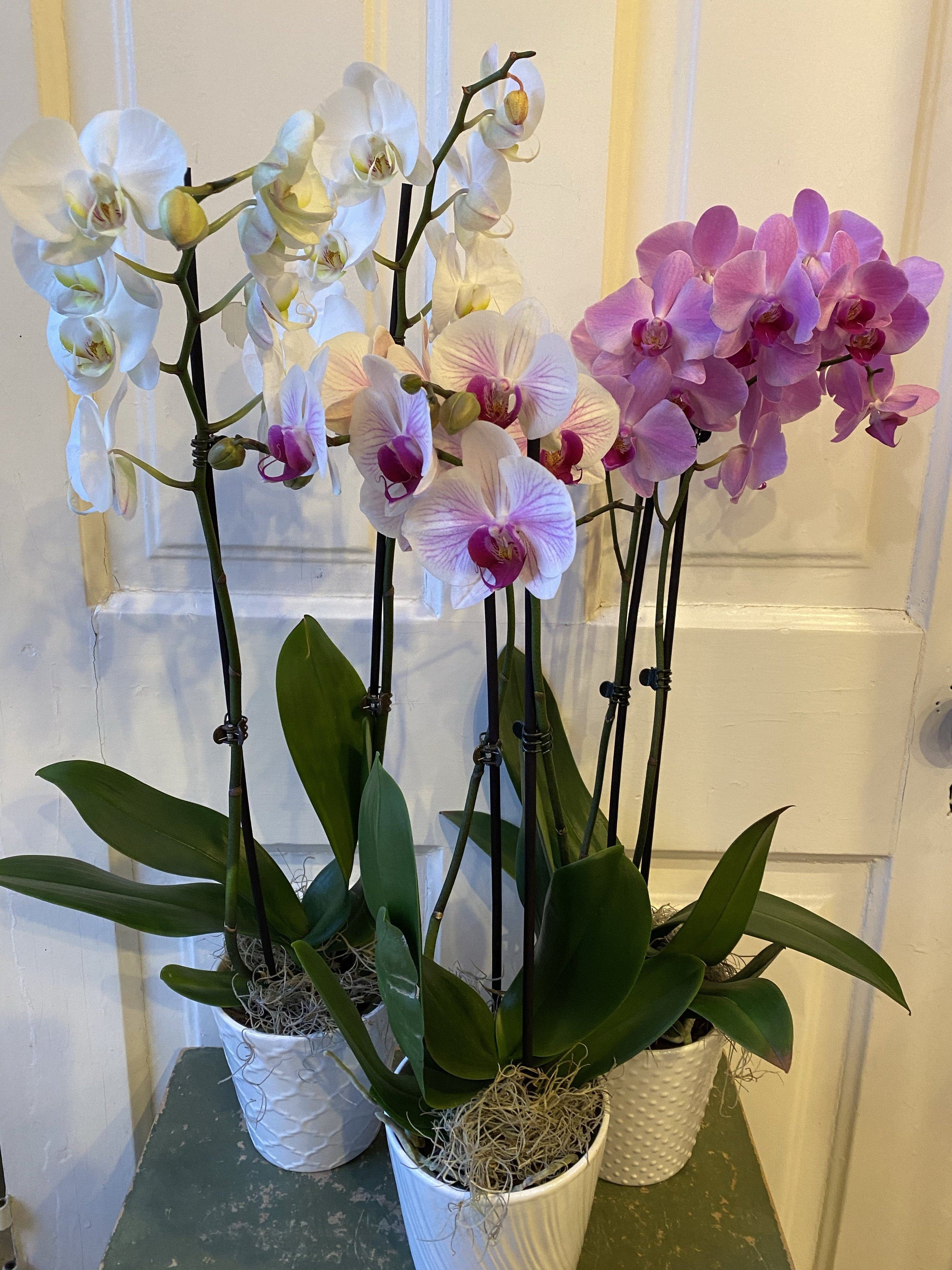 phaleonopsis orchid plant