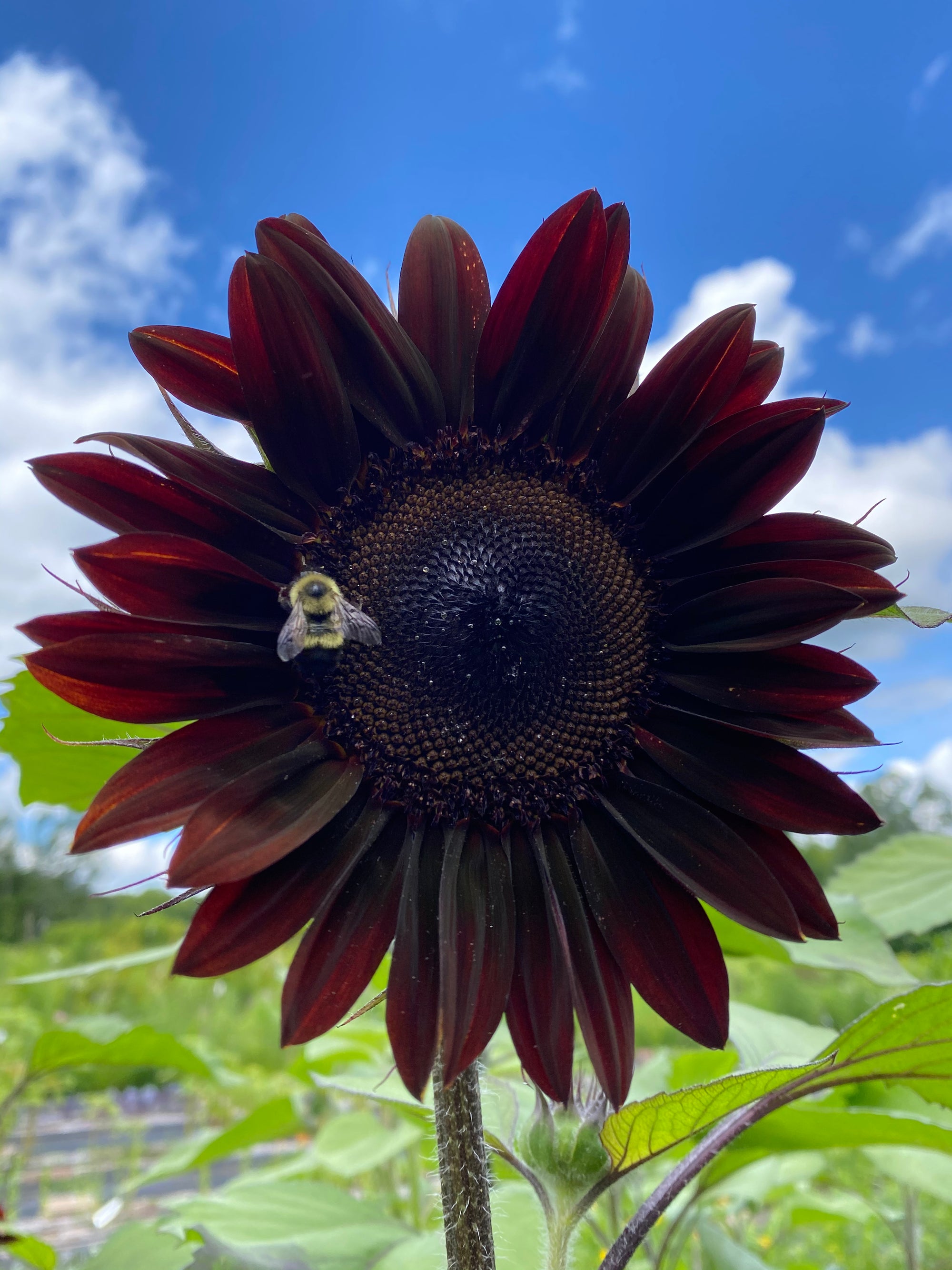 flower farm share