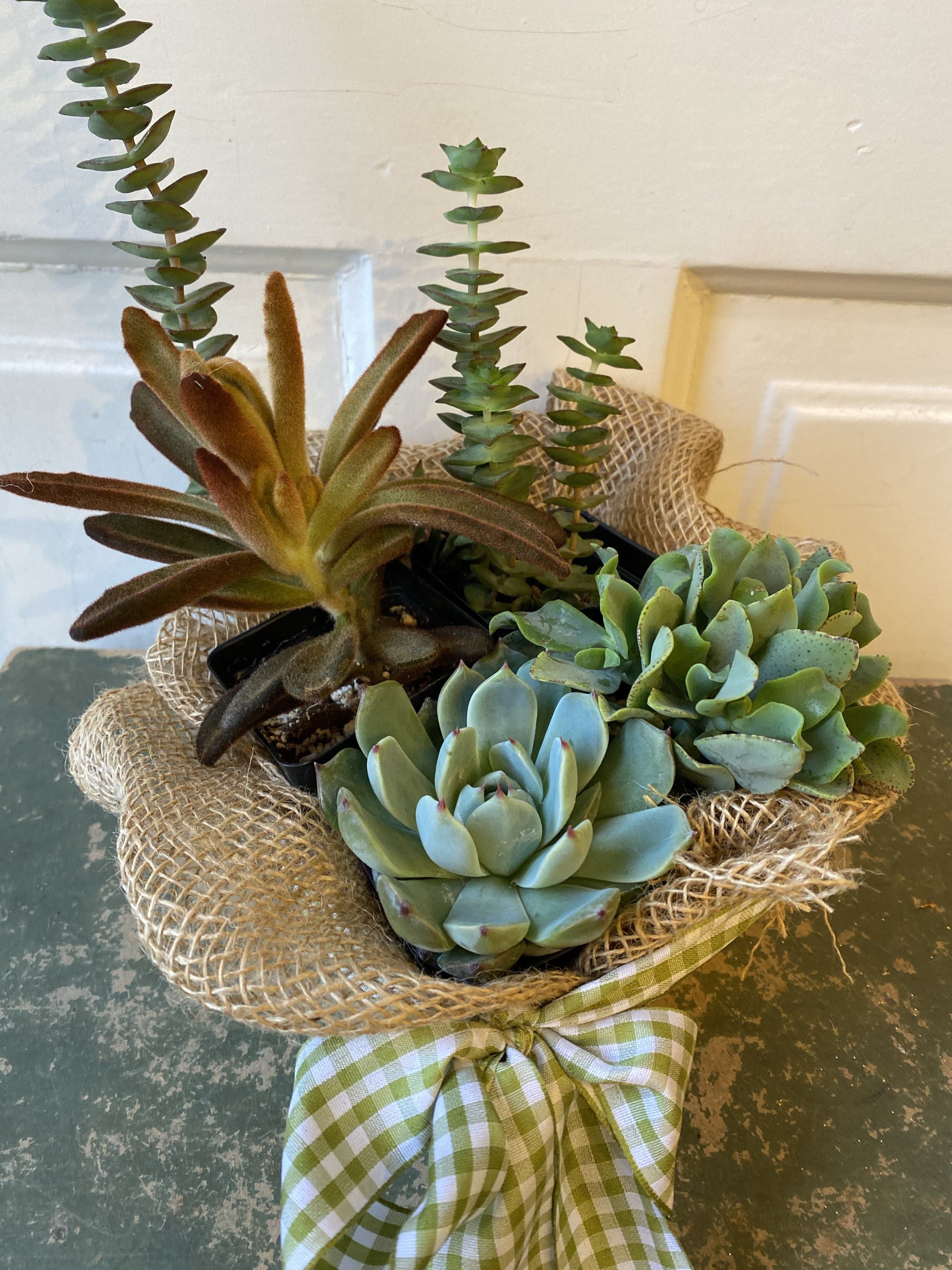 succulent subscription