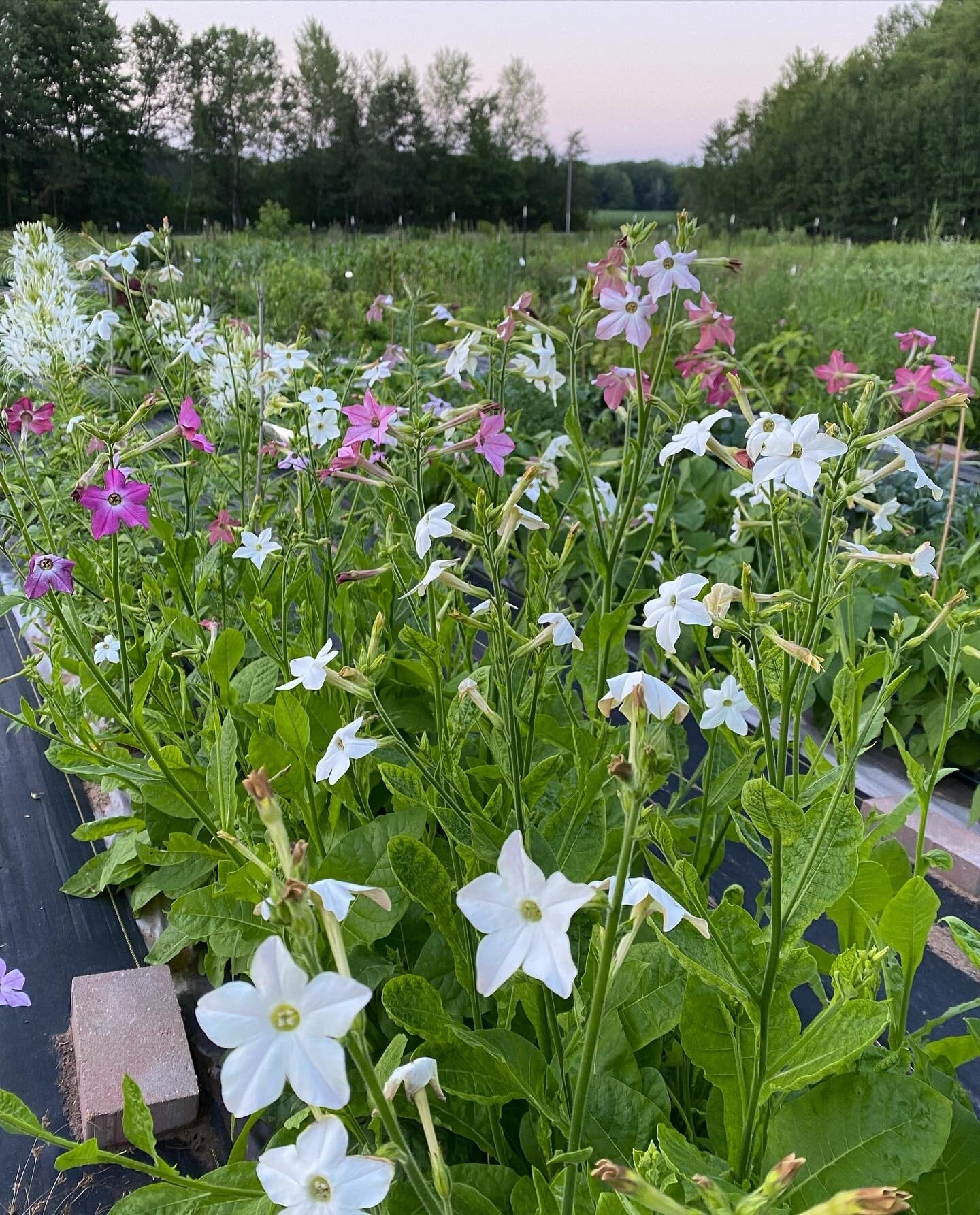 flower farm share