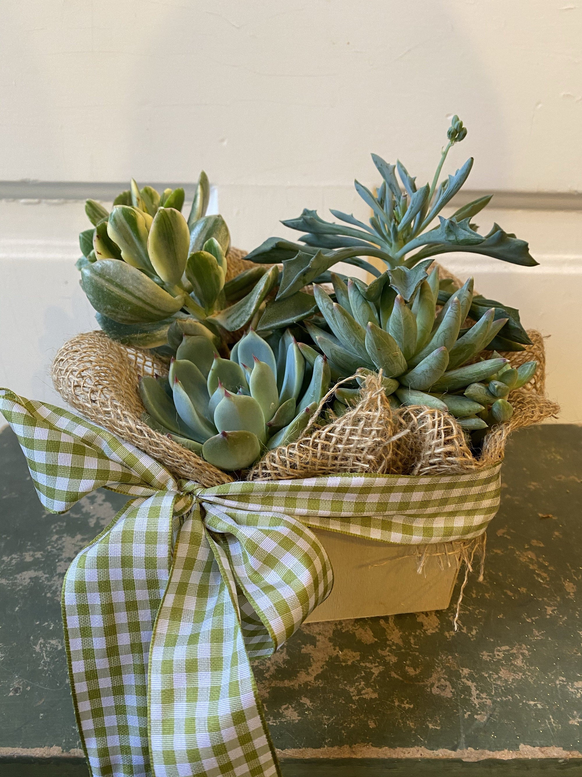 succulent subscription