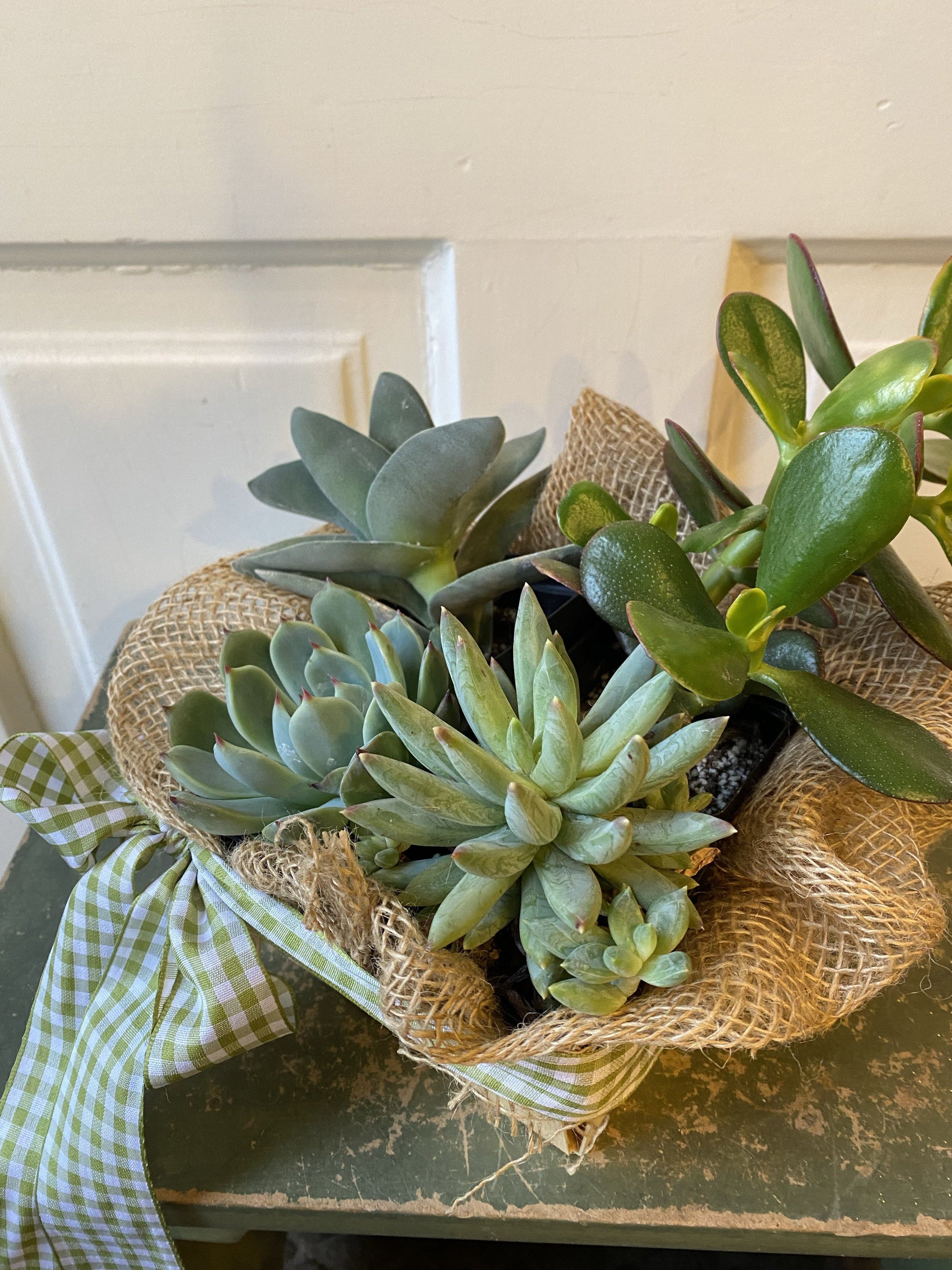 succulent subscription