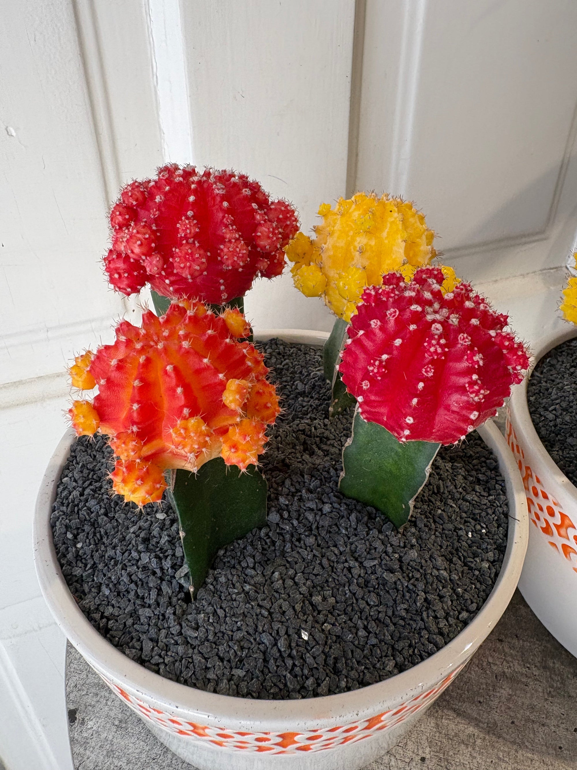 cactus trio