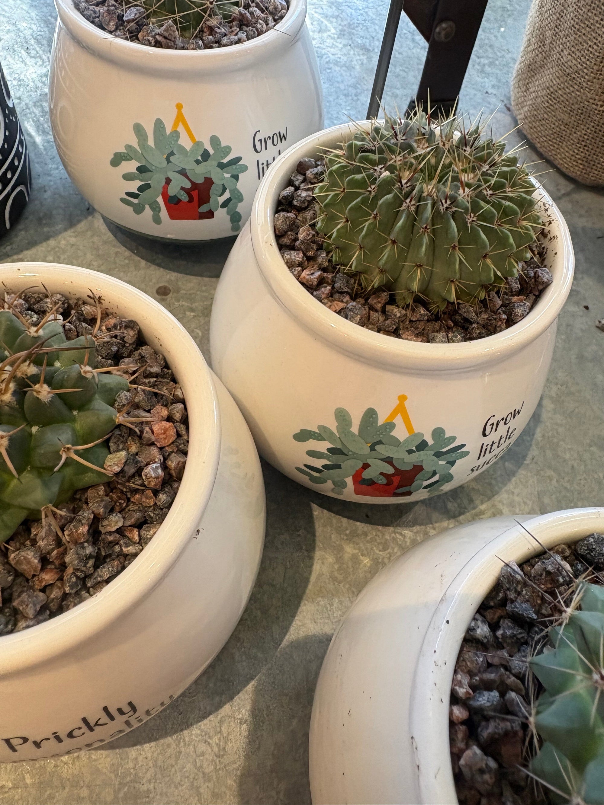 succulent collection