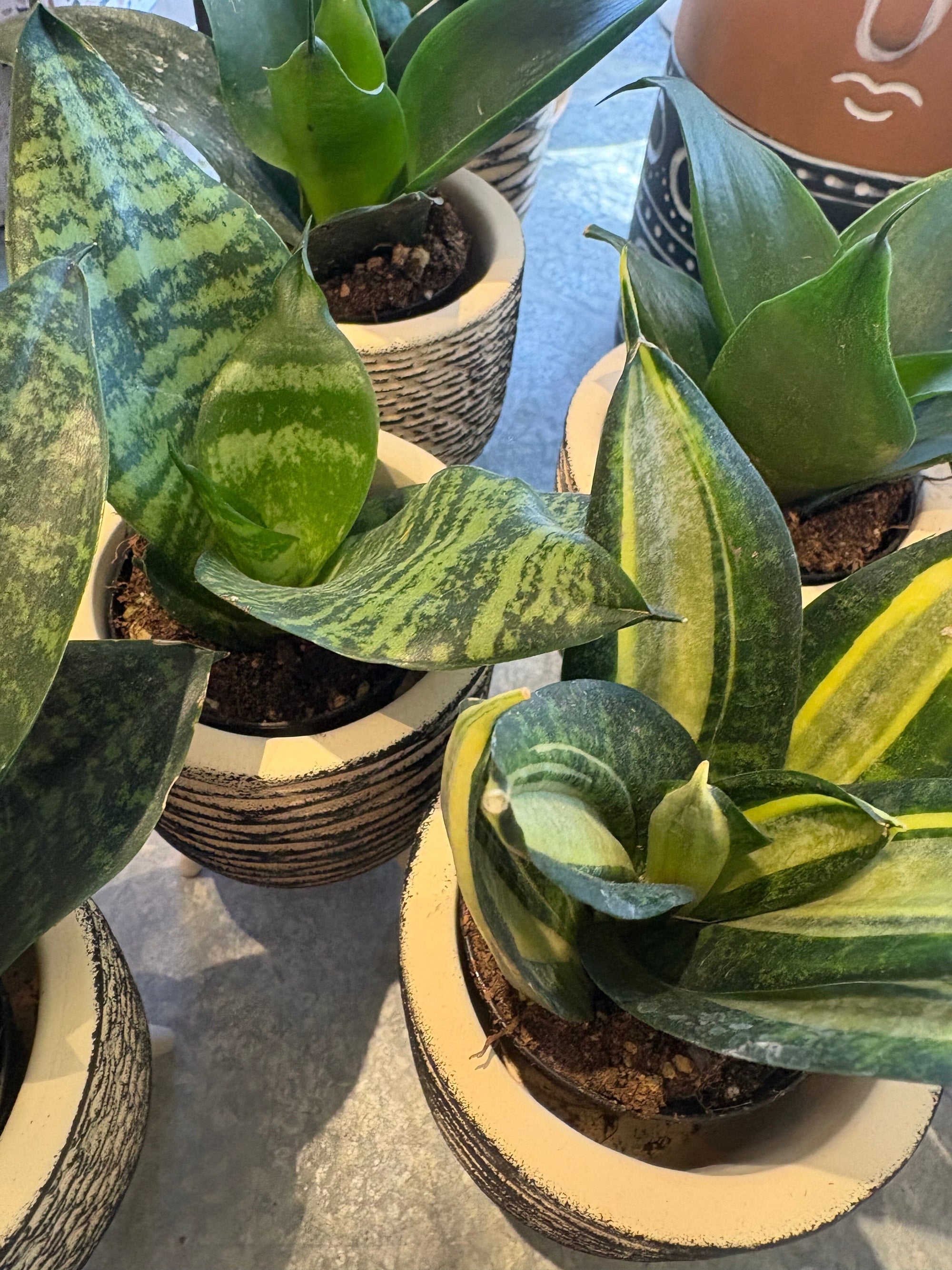 succulent collection