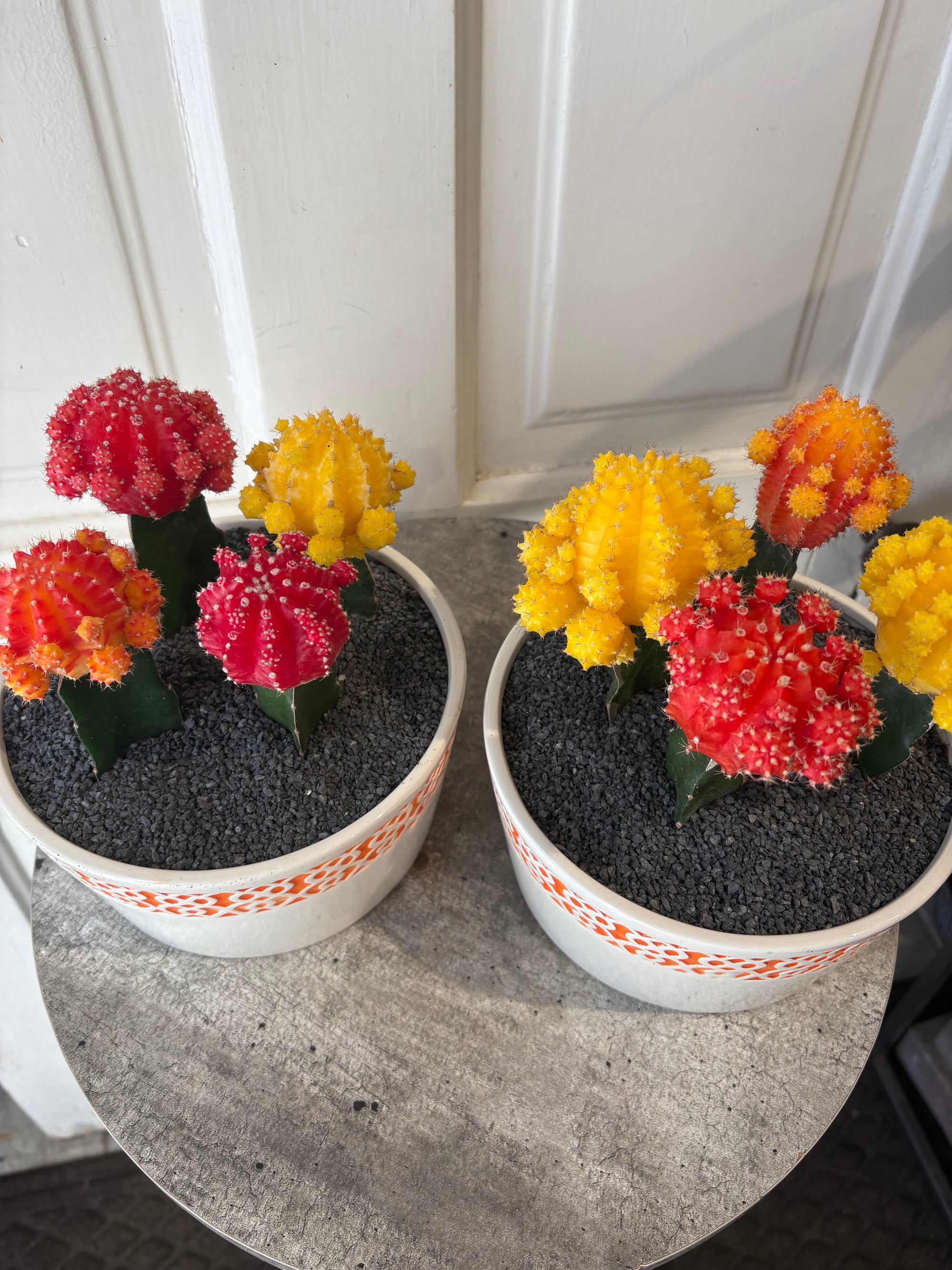 cactus trio
