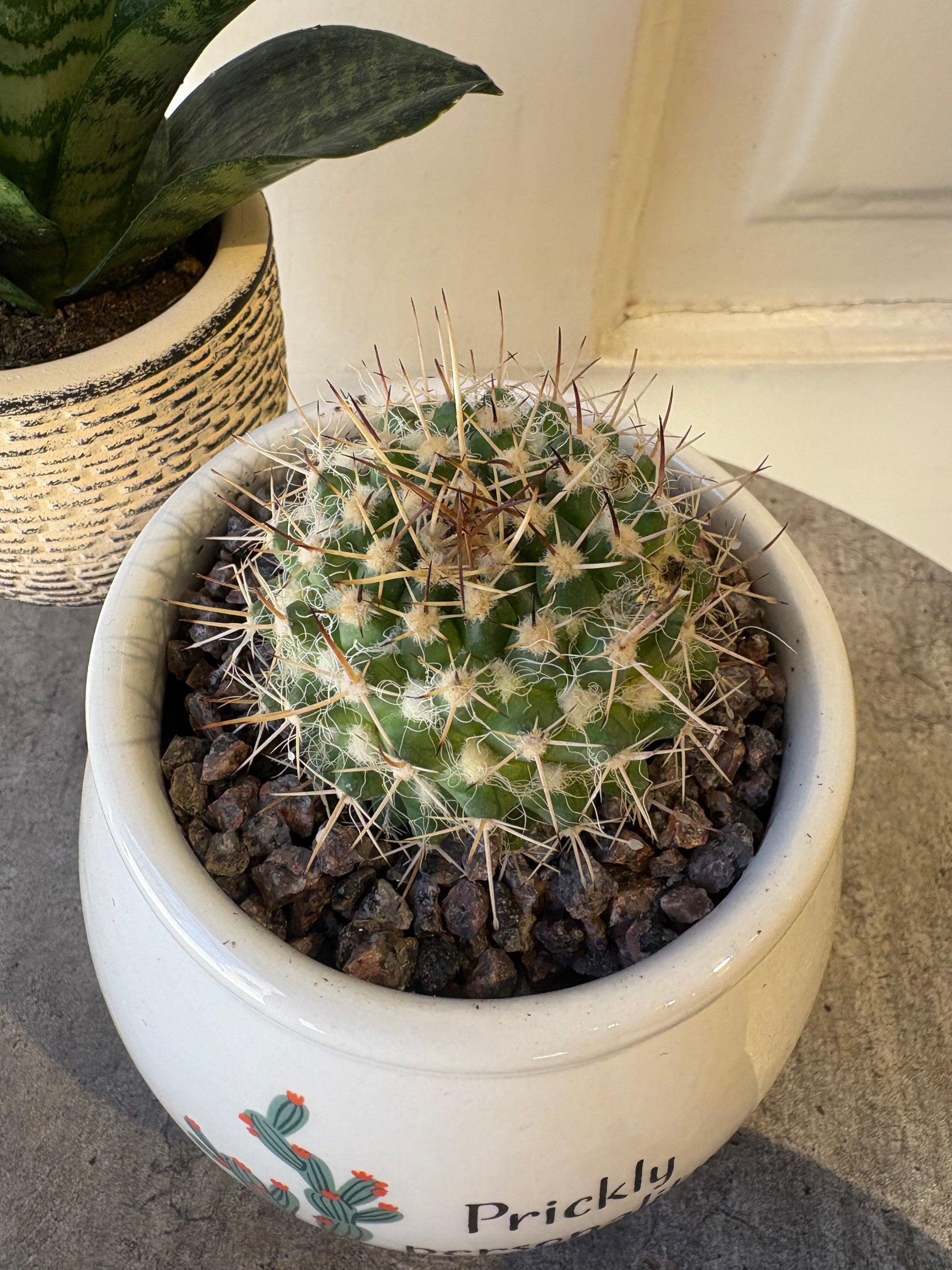 succulent collection