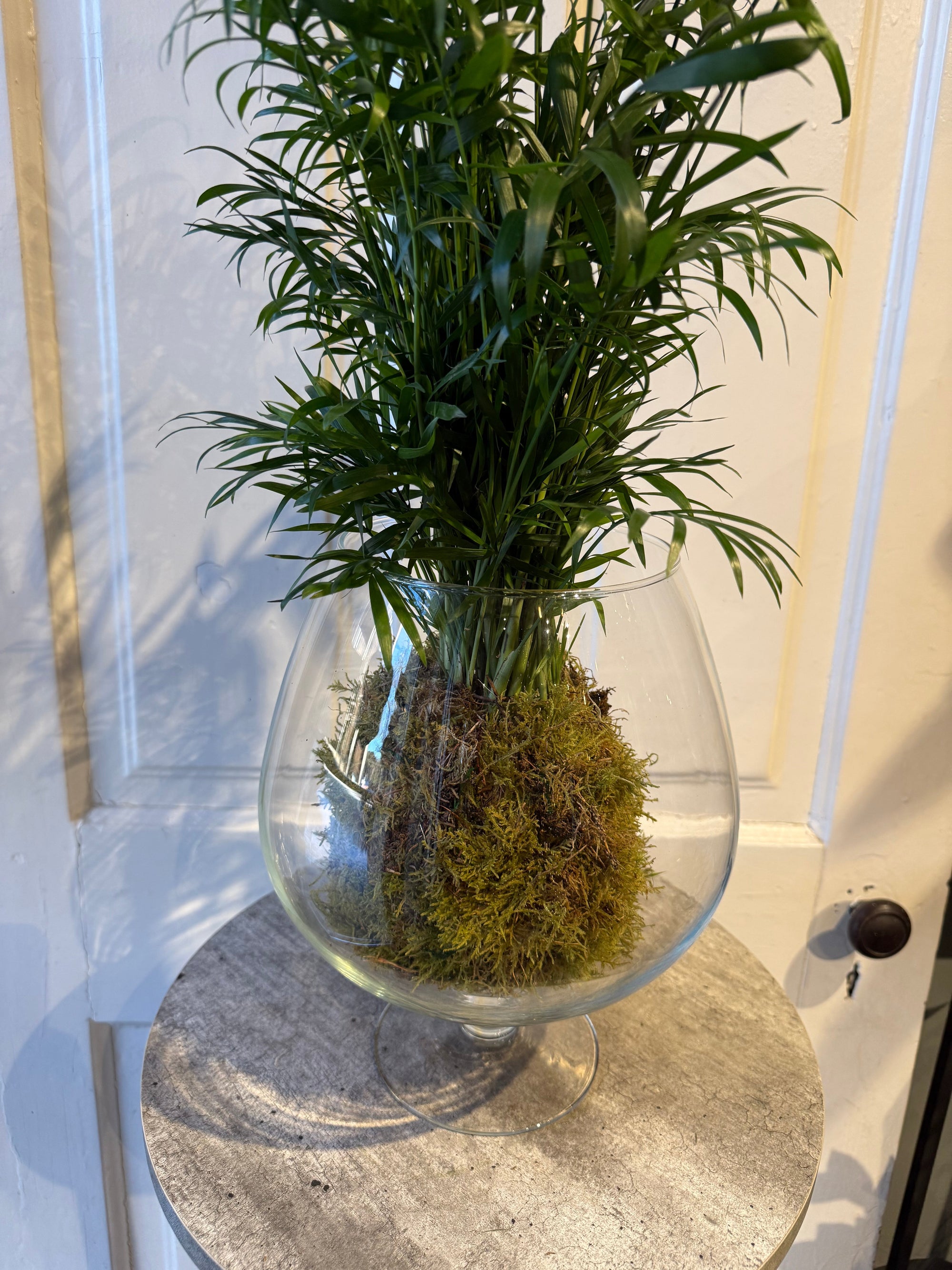 kokedama parlor palm