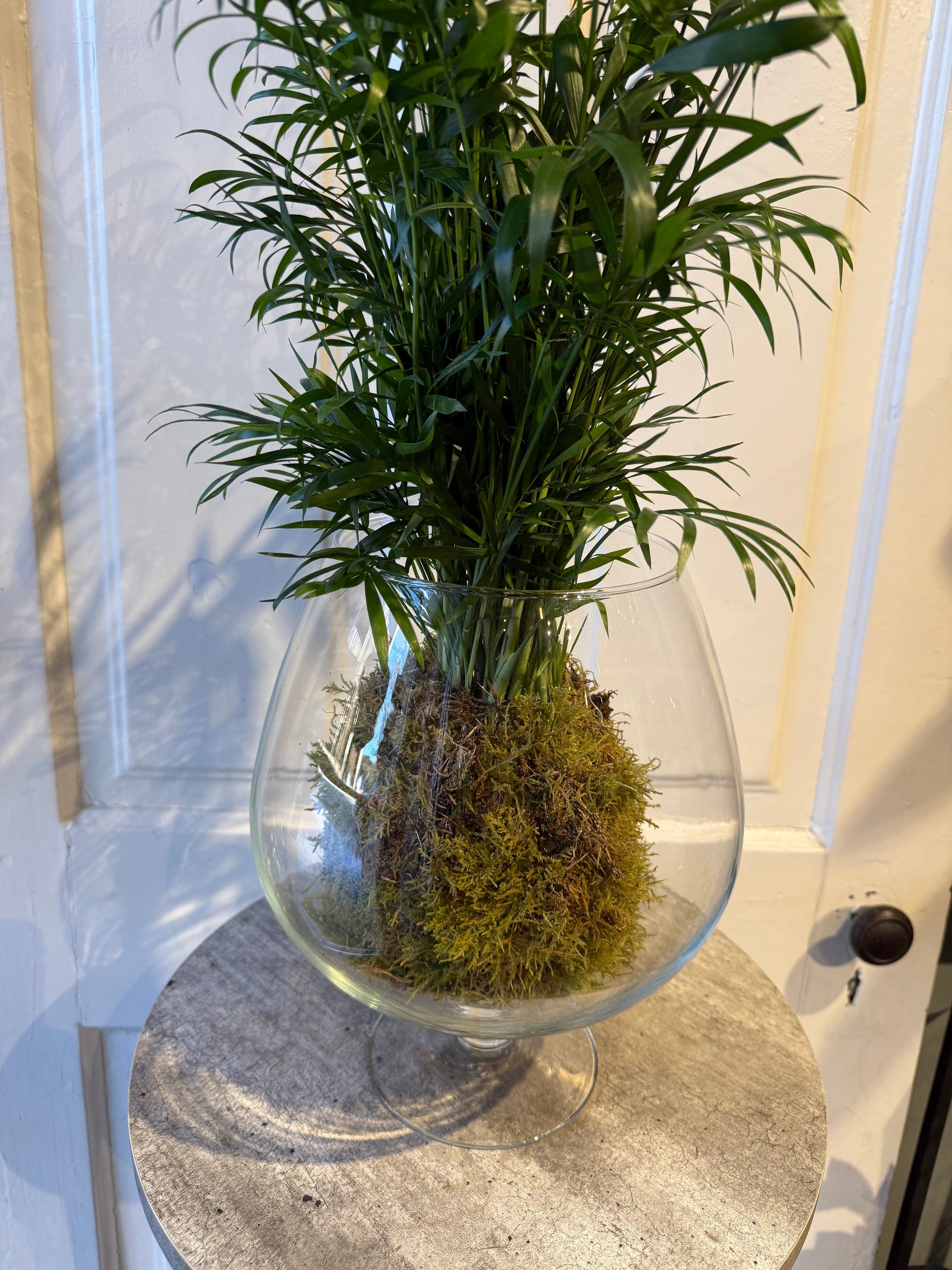 kokedama parlor palm