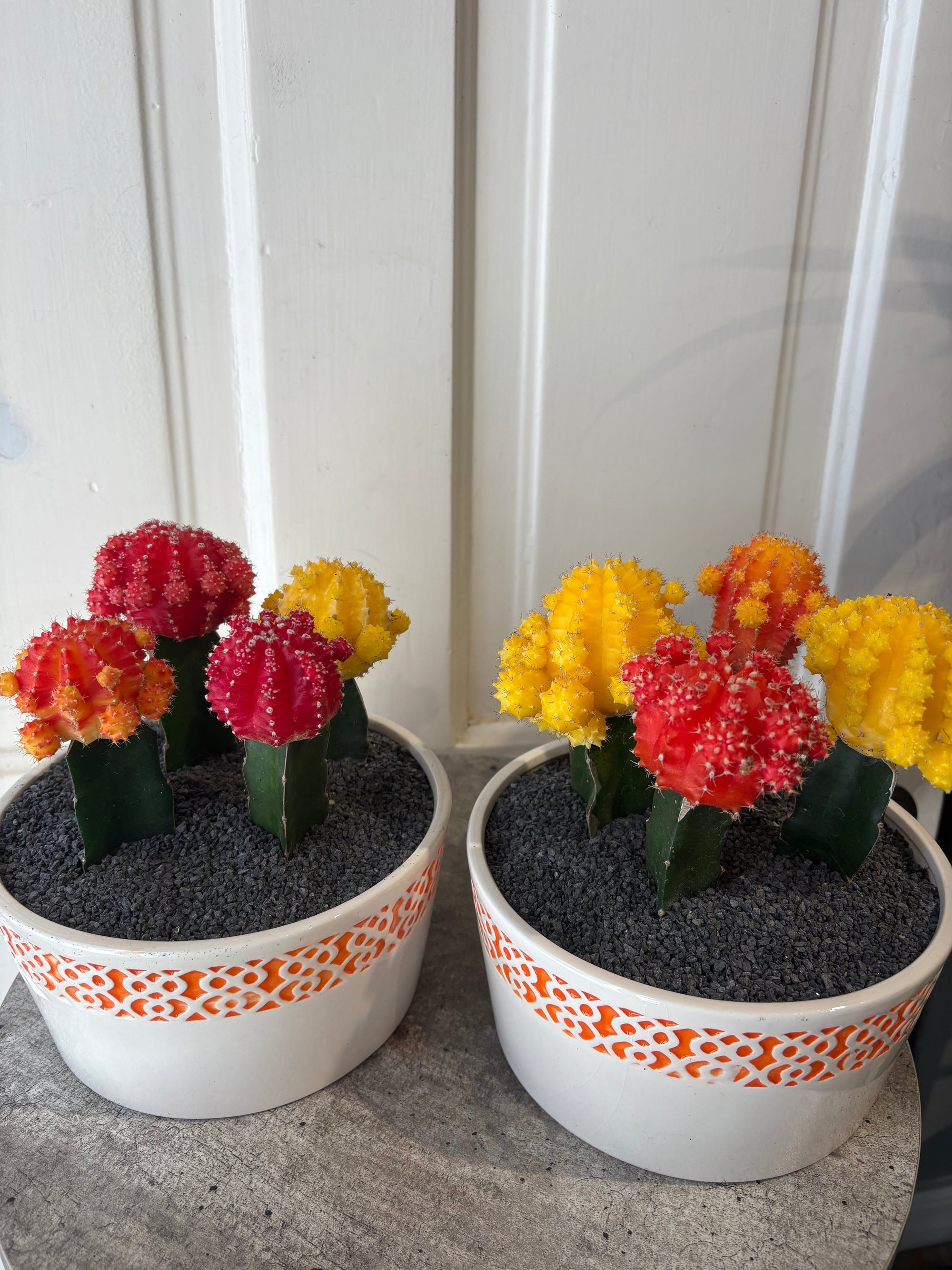 cactus trio