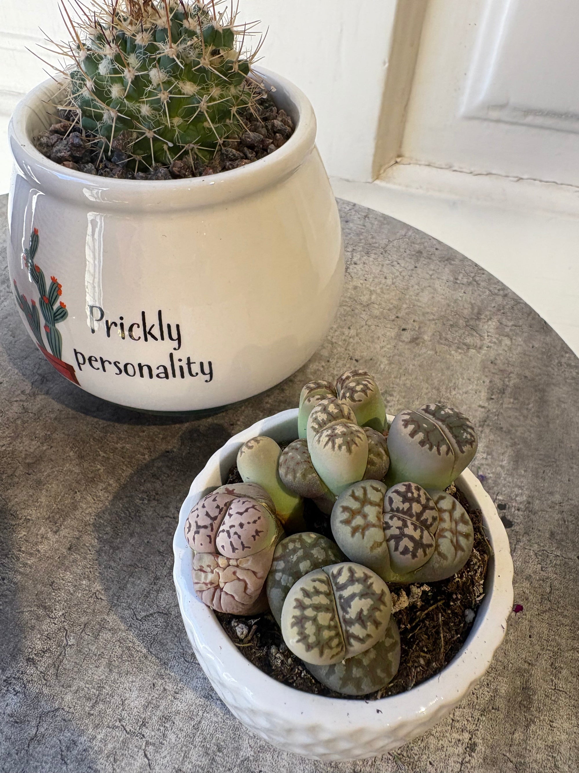 succulent collection