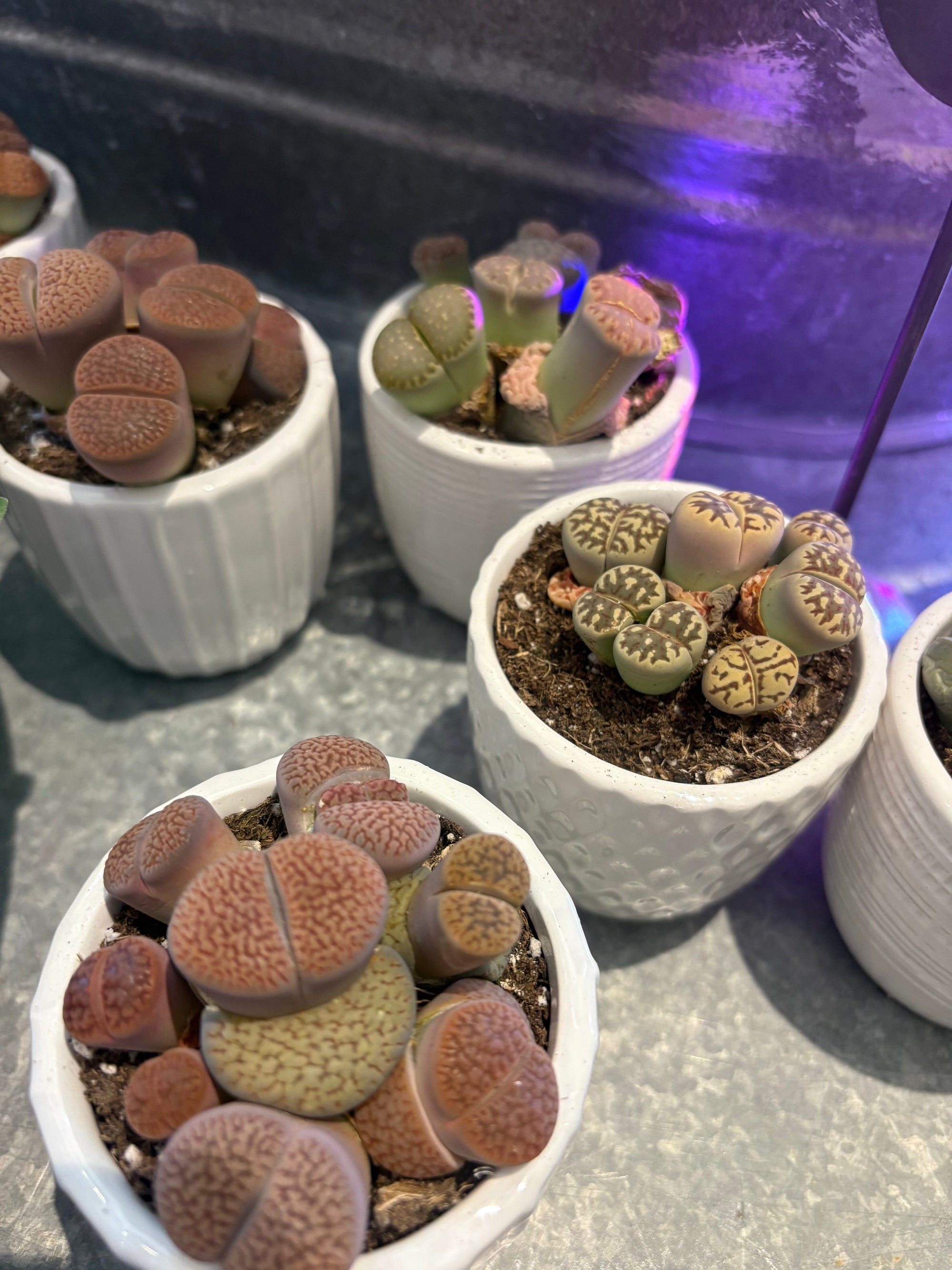 succulent collection