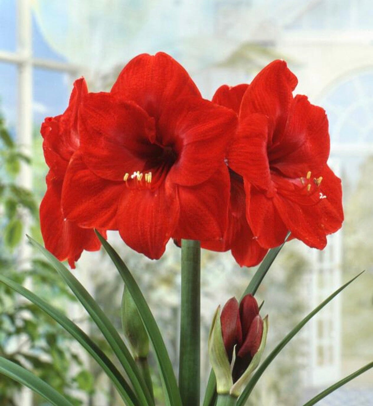 waxed amaryllis bulb