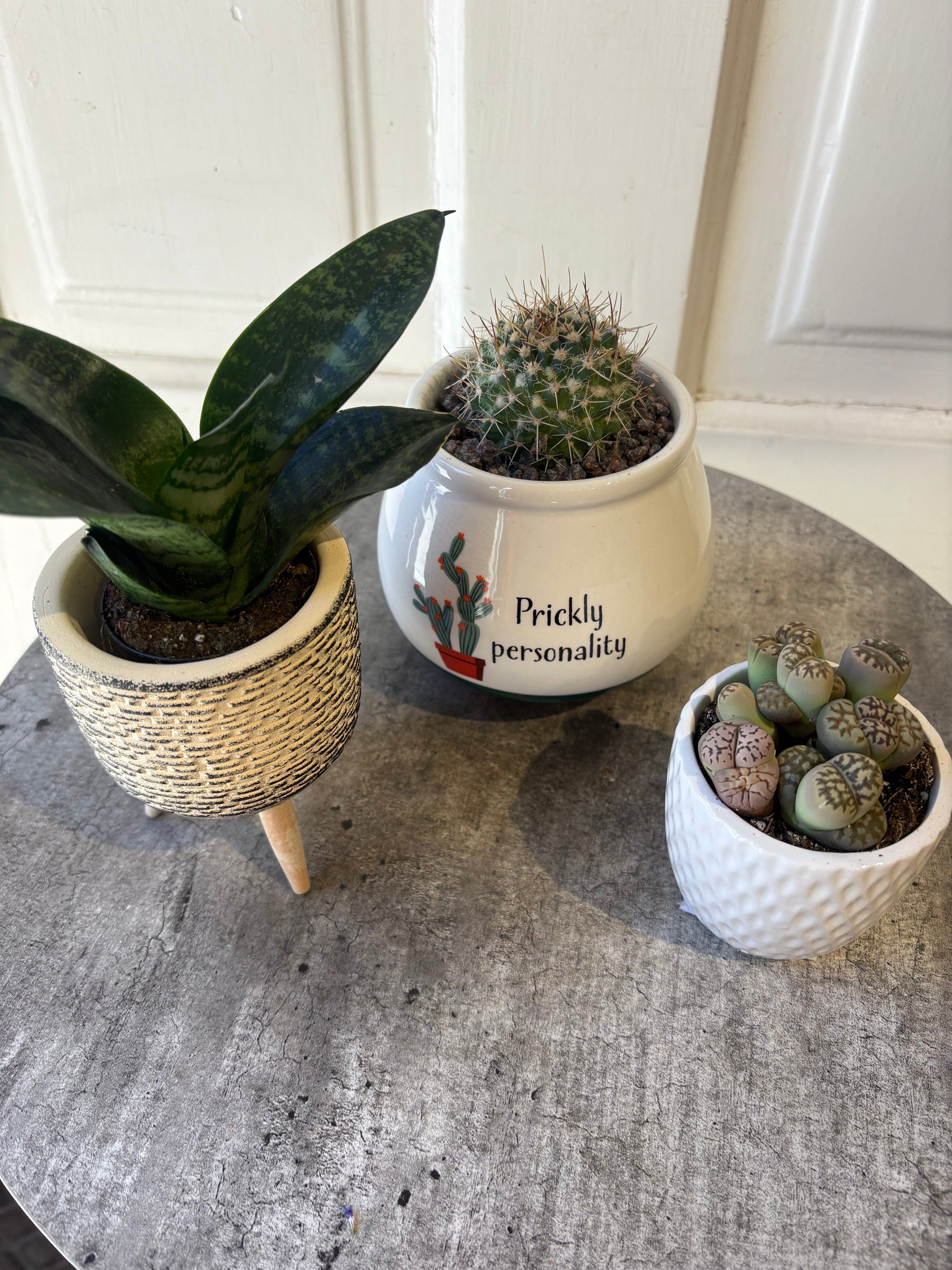 succulent collection