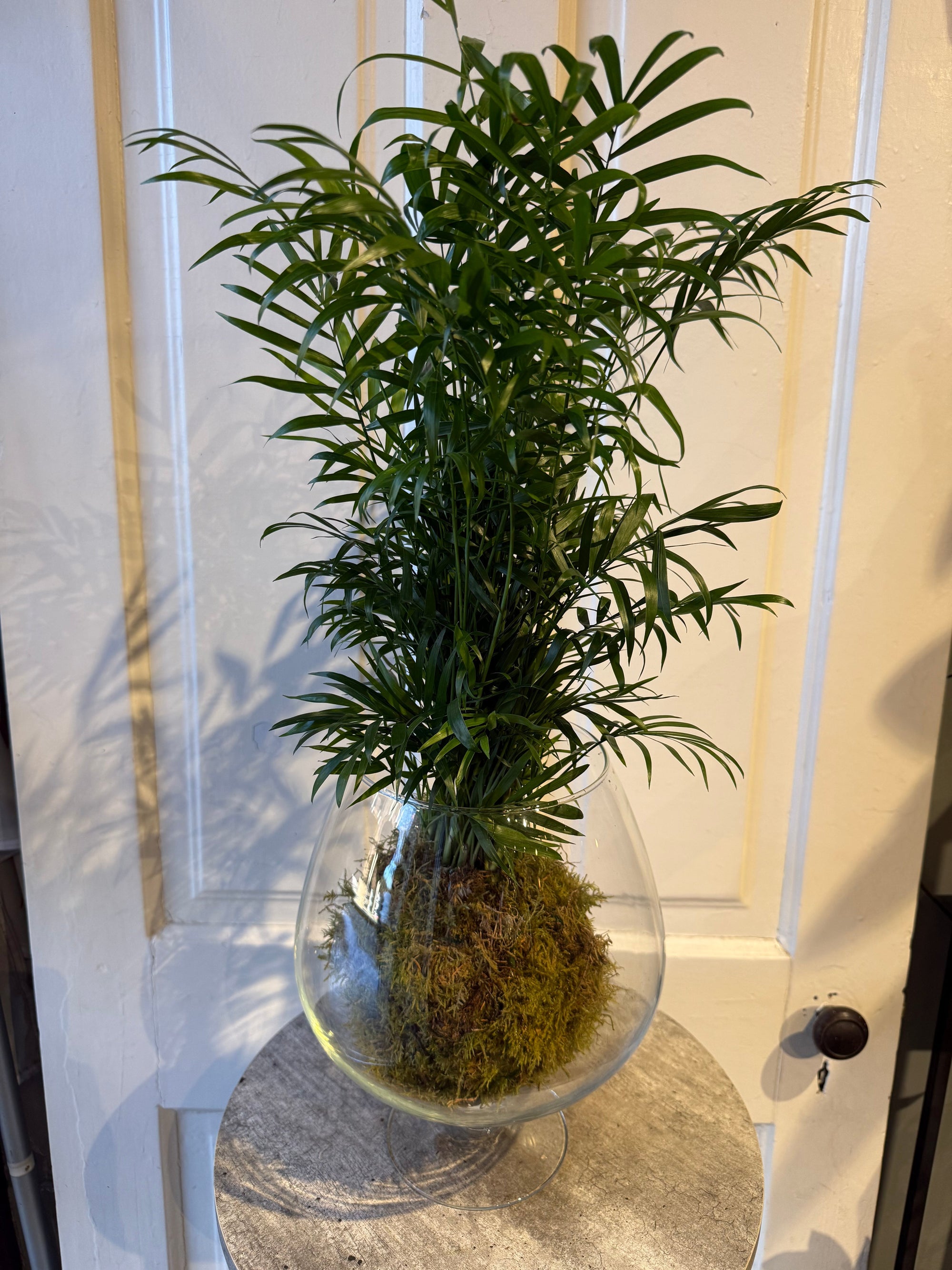 kokedama parlor palm