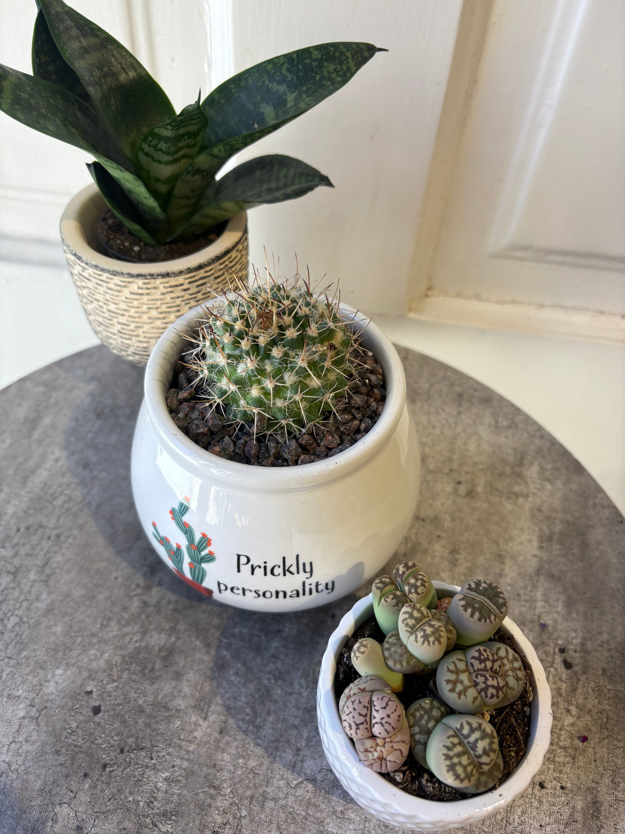 succulent collection