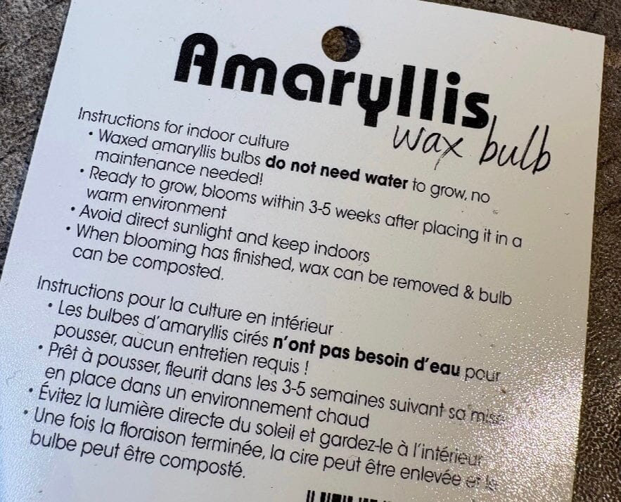 waxed amaryllis bulb