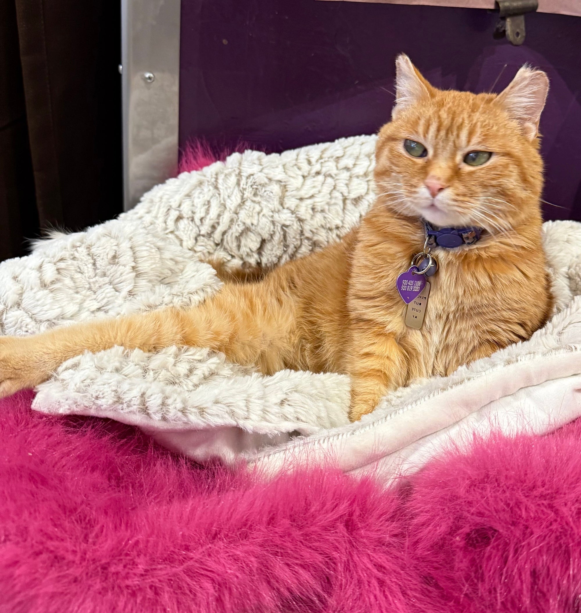 😻🧡 pippa pepper’s valentine 🧡😻
