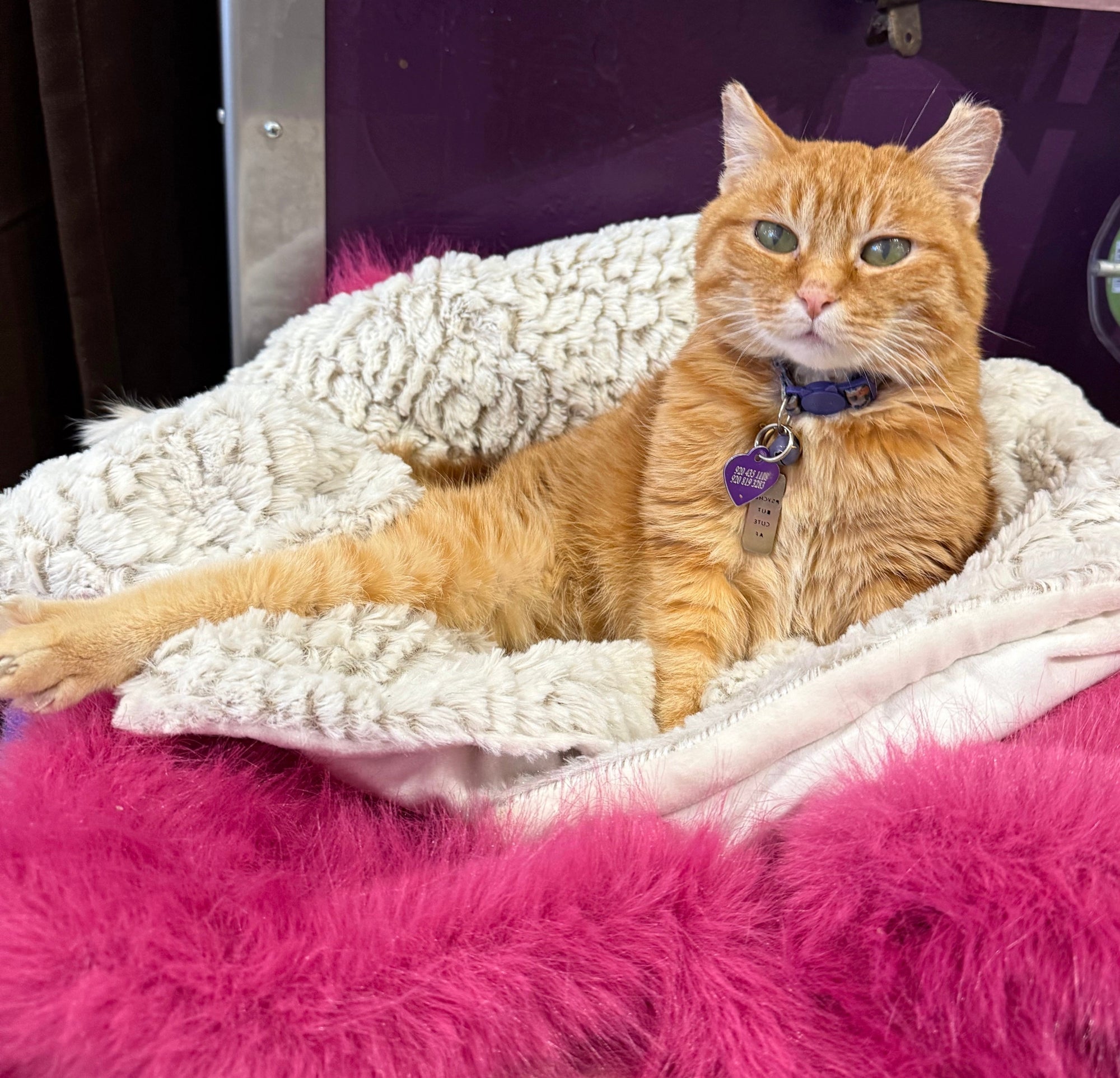 😻🧡 pippa pepper’s valentine 🧡😻