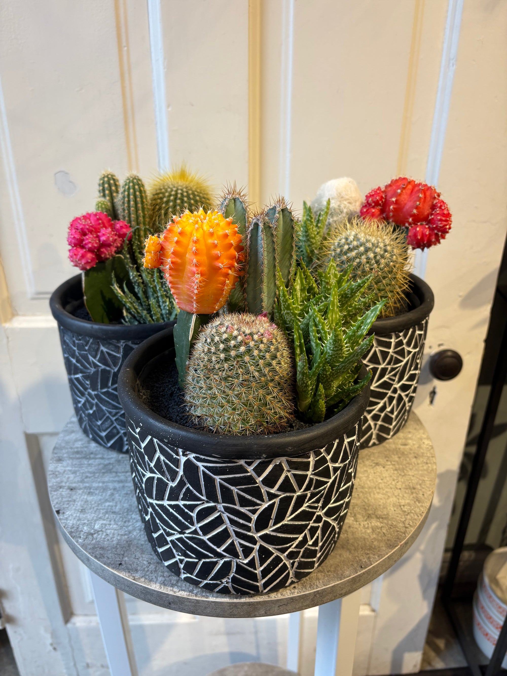 desert charm cactus garden