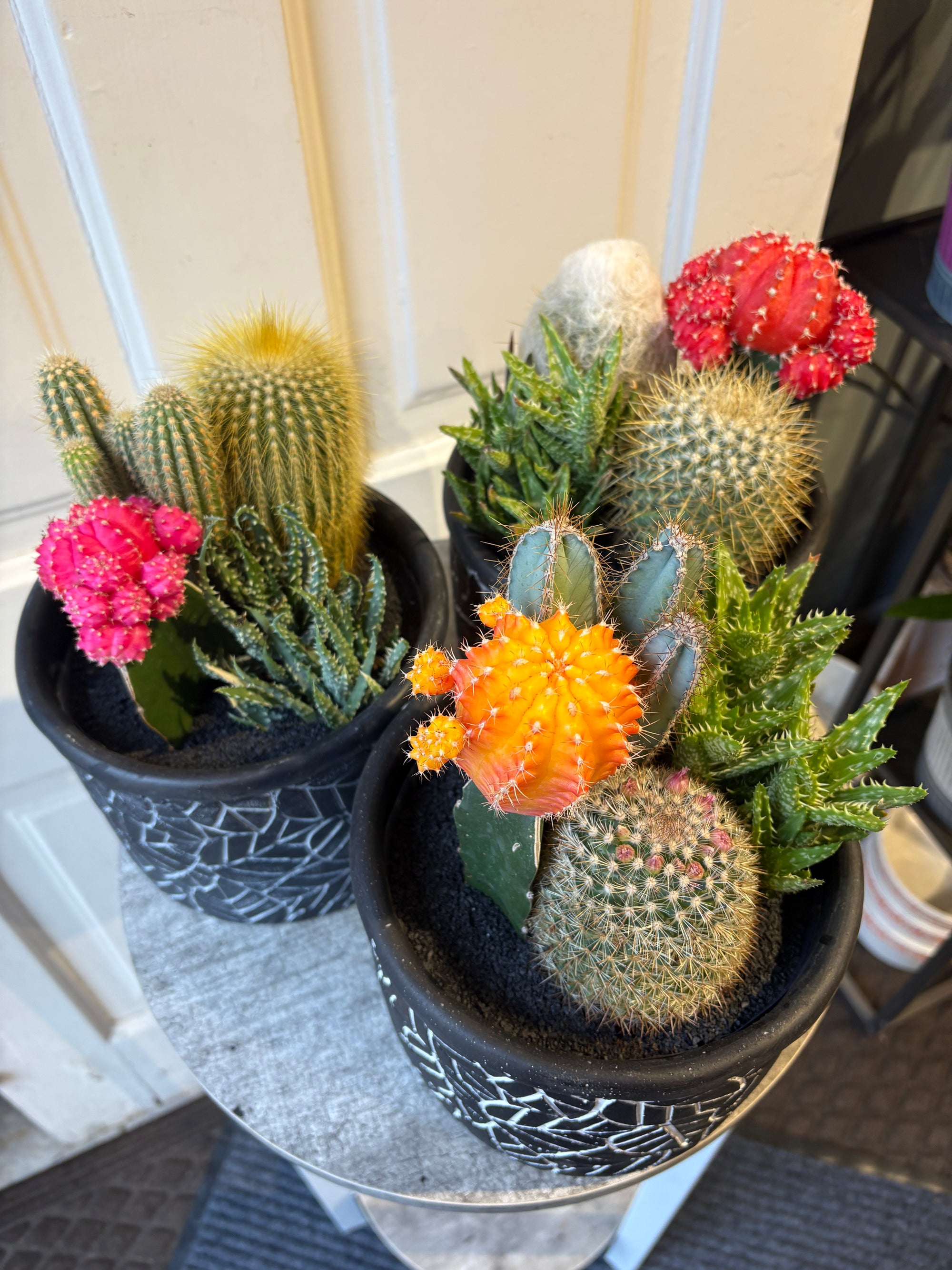 desert charm cactus garden