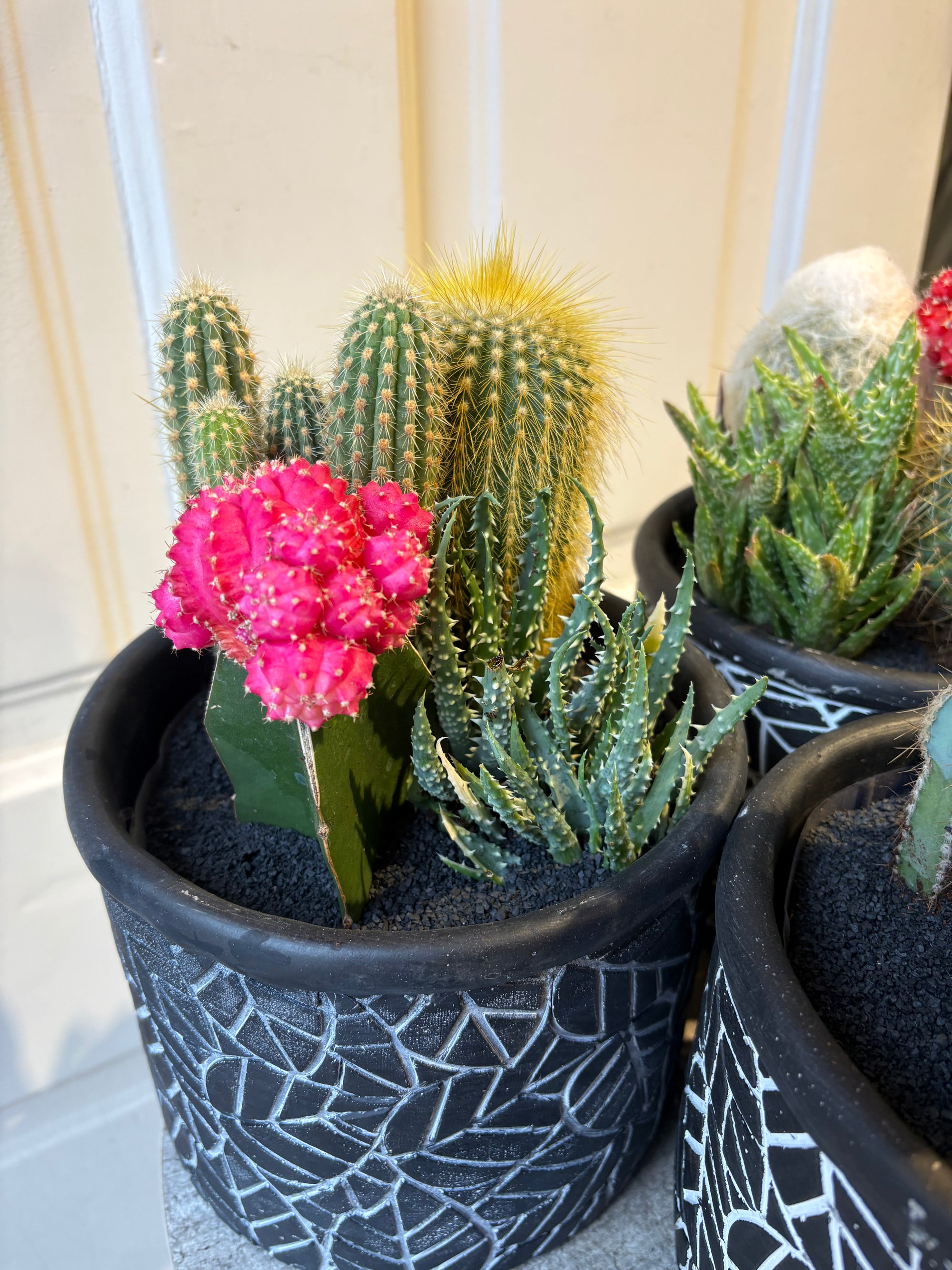 desert charm cactus garden