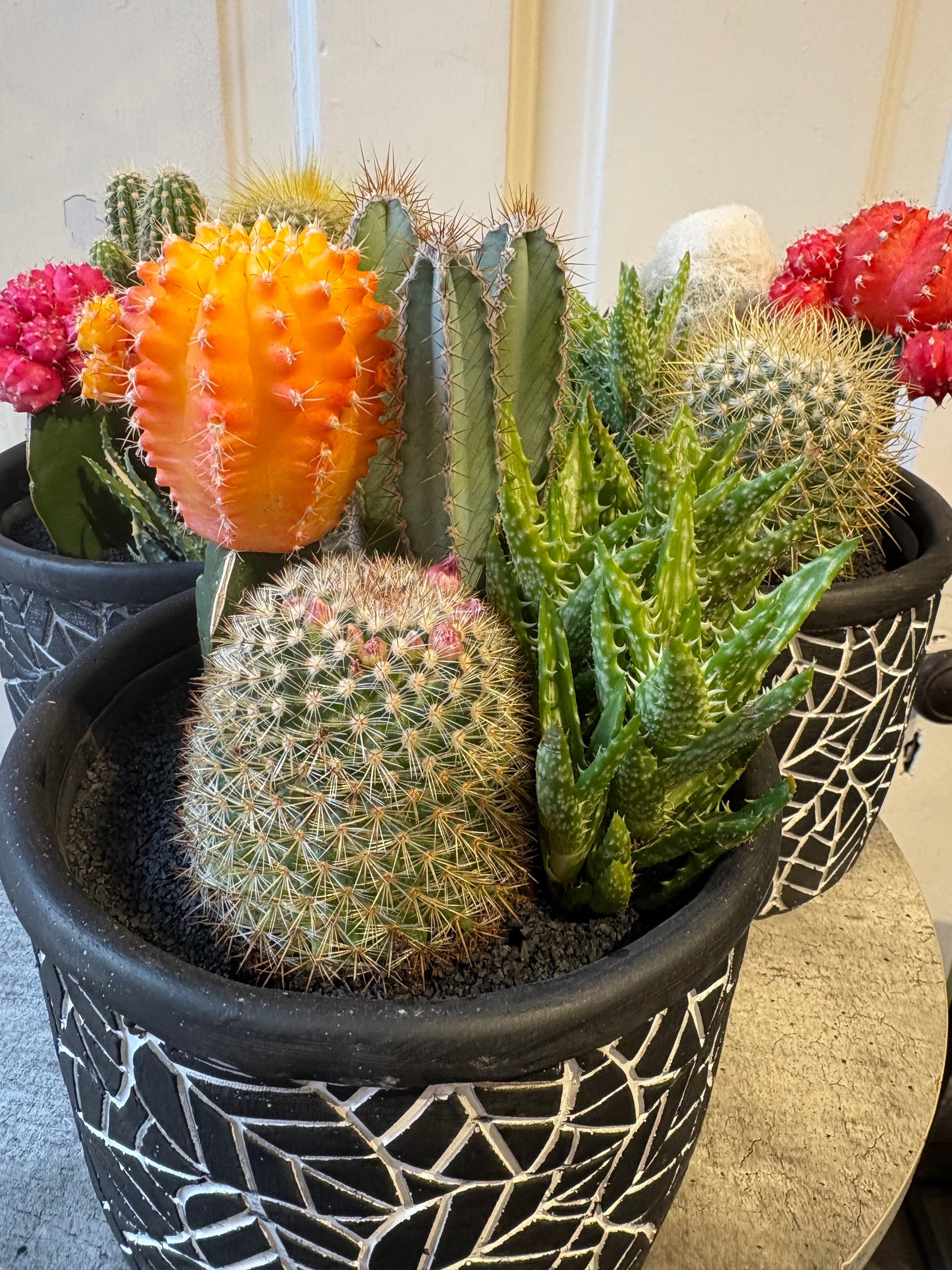 desert charm cactus garden