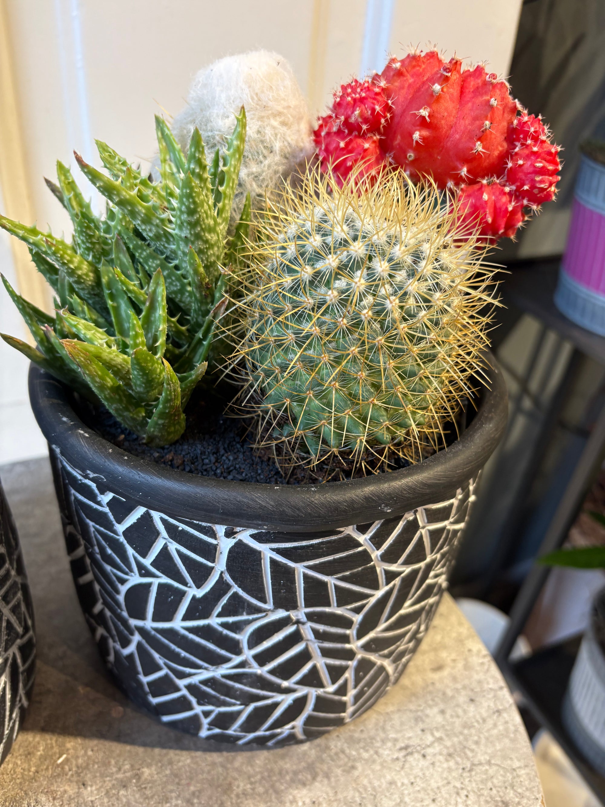 desert charm cactus garden