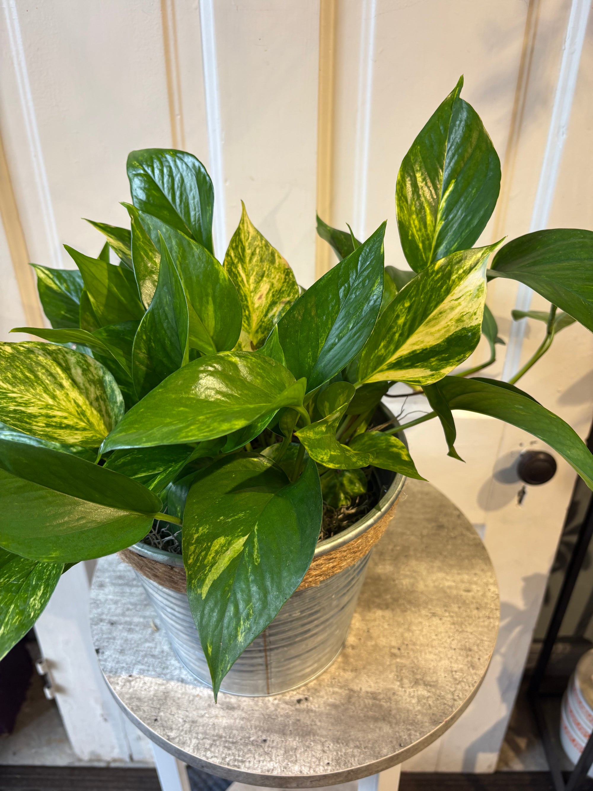 pothos vine marble queen