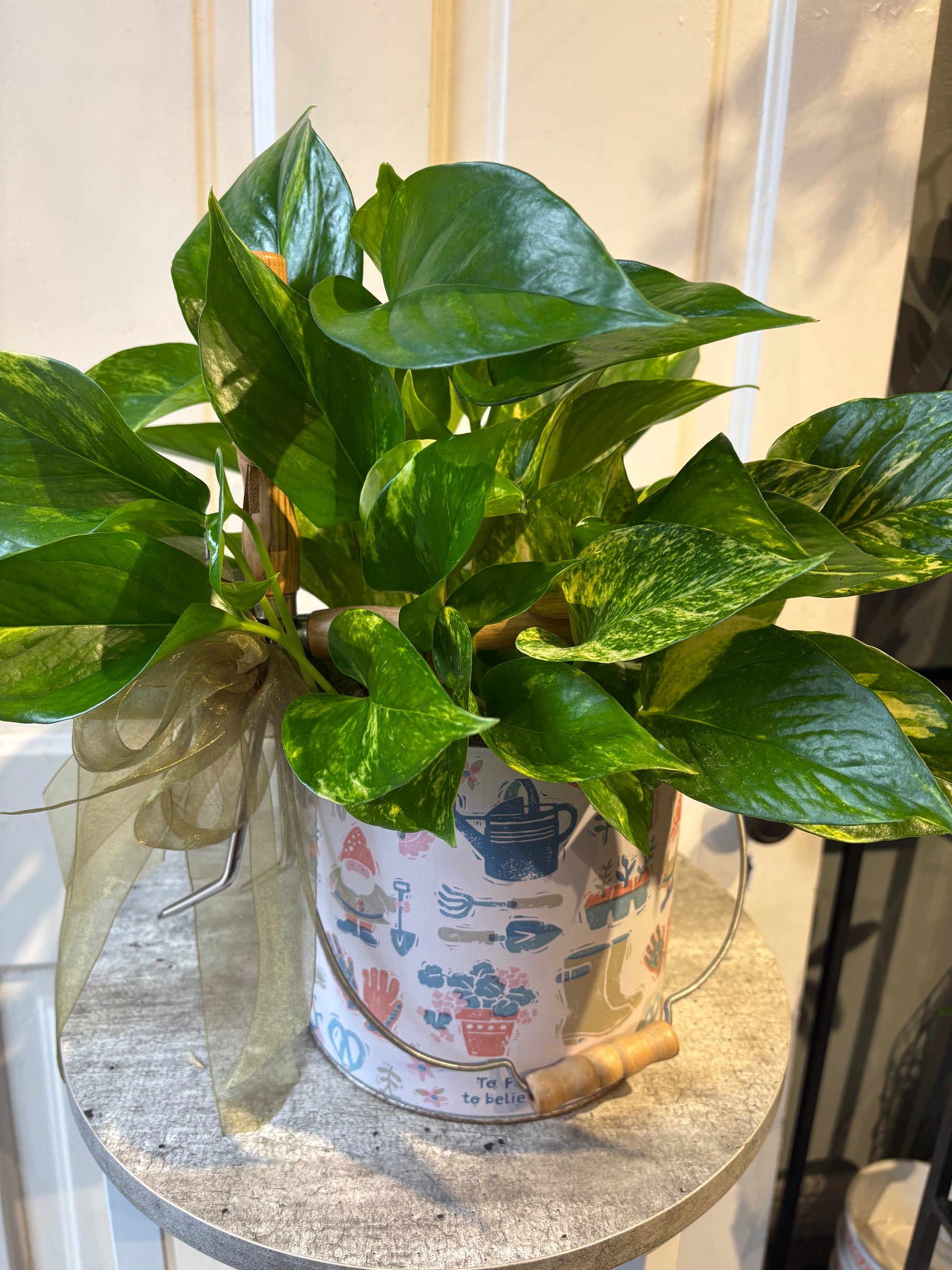 pothos for gardener