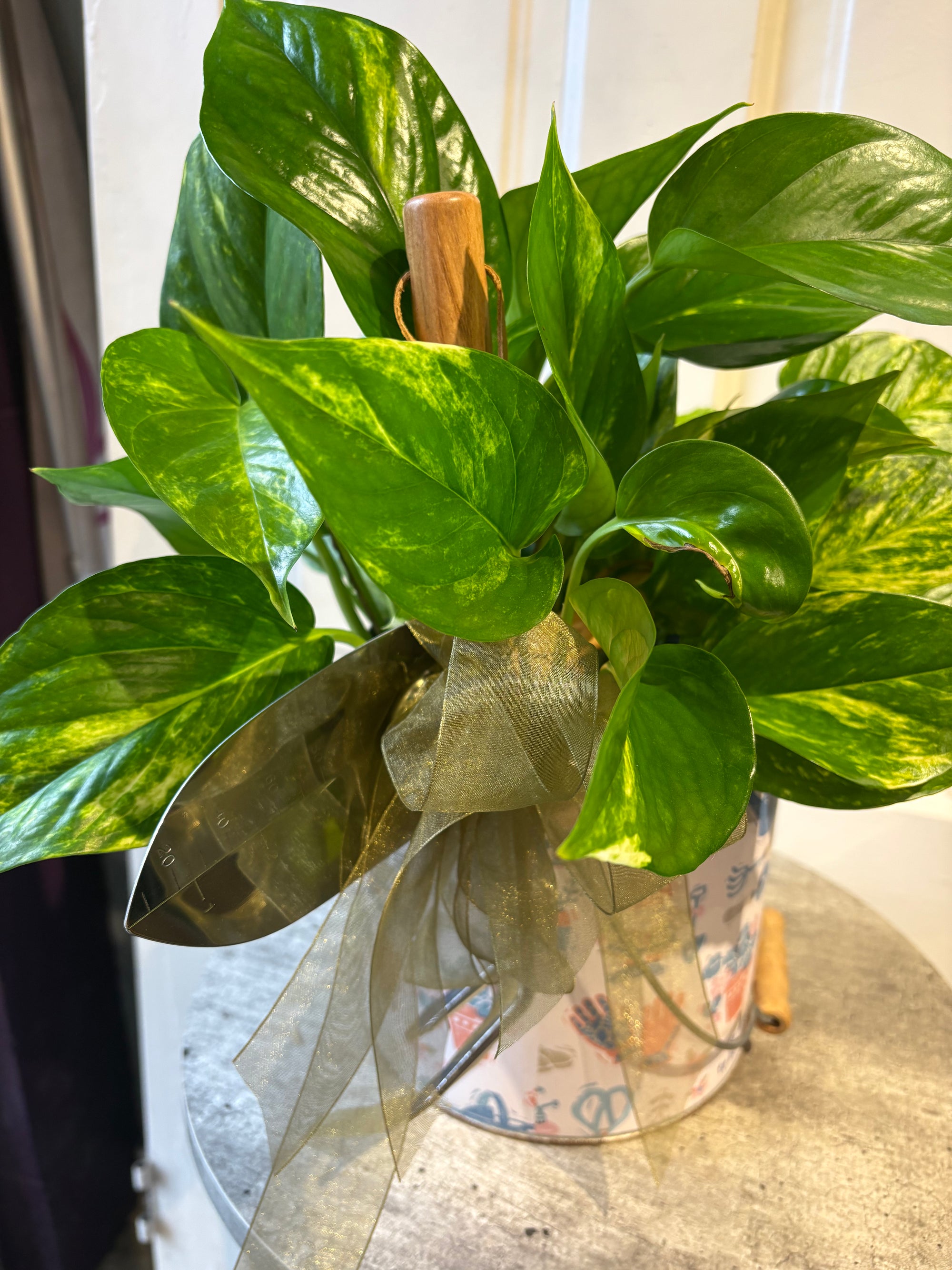 pothos for gardener