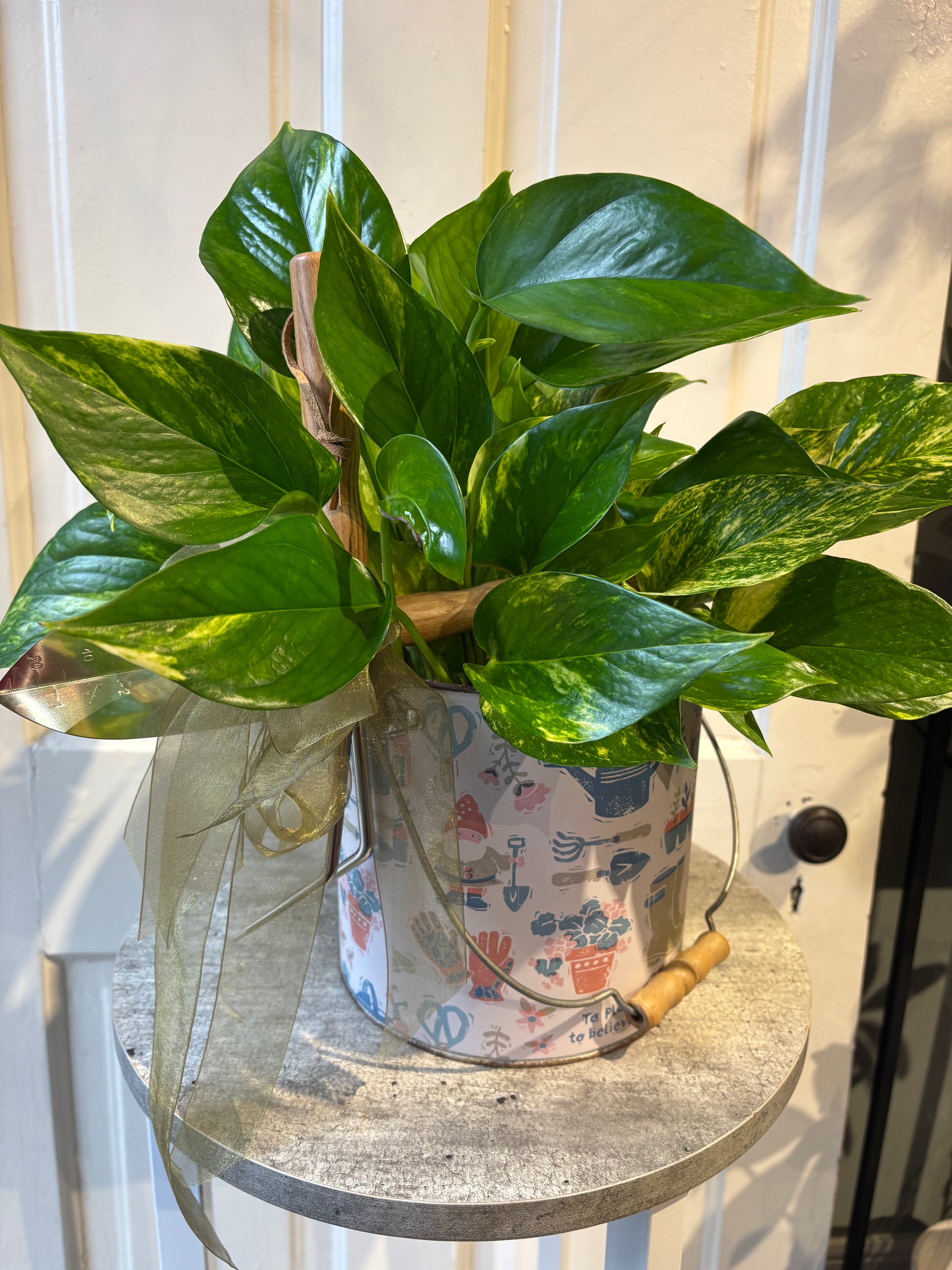 pothos for gardener