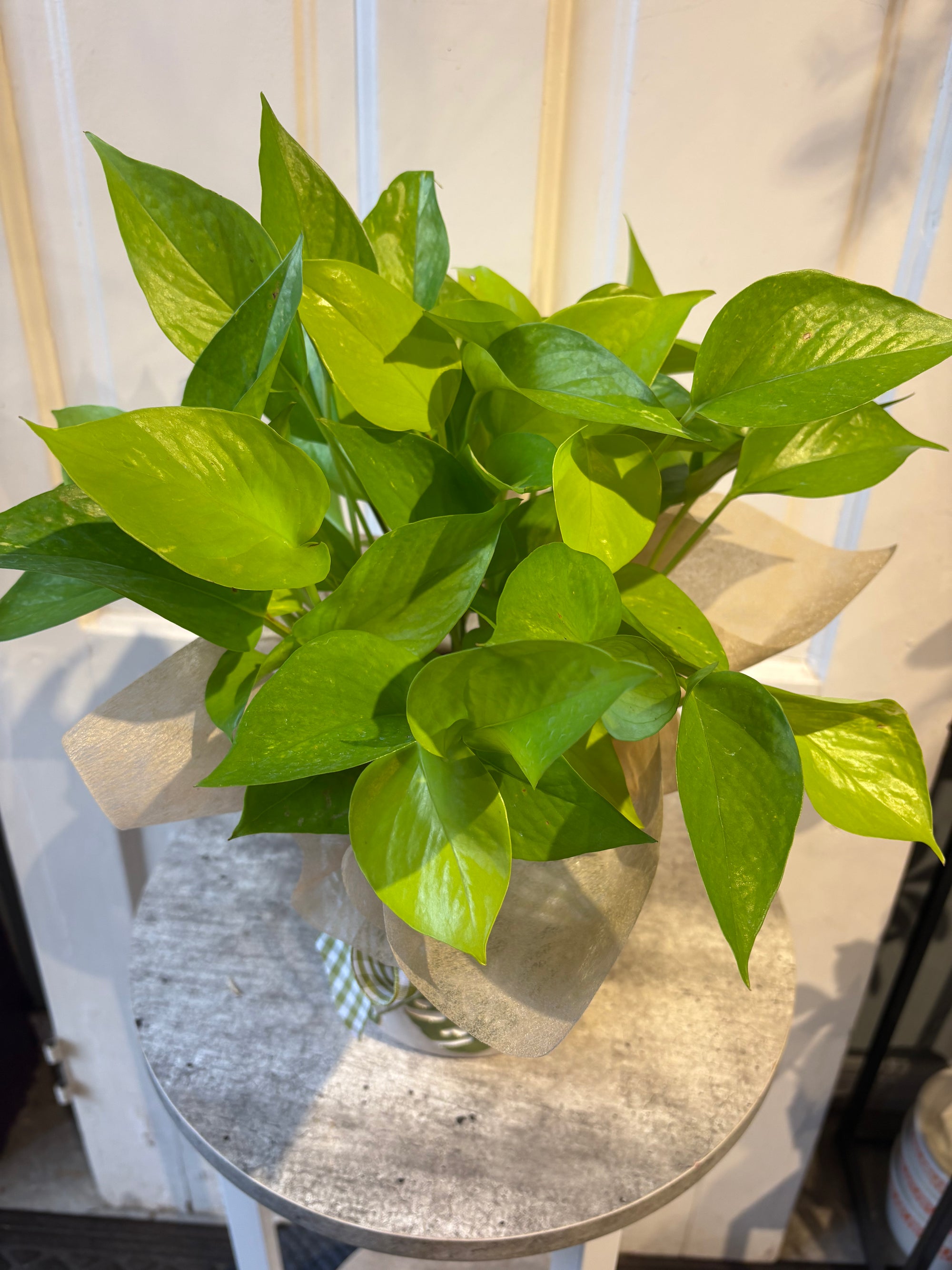 neon pothos