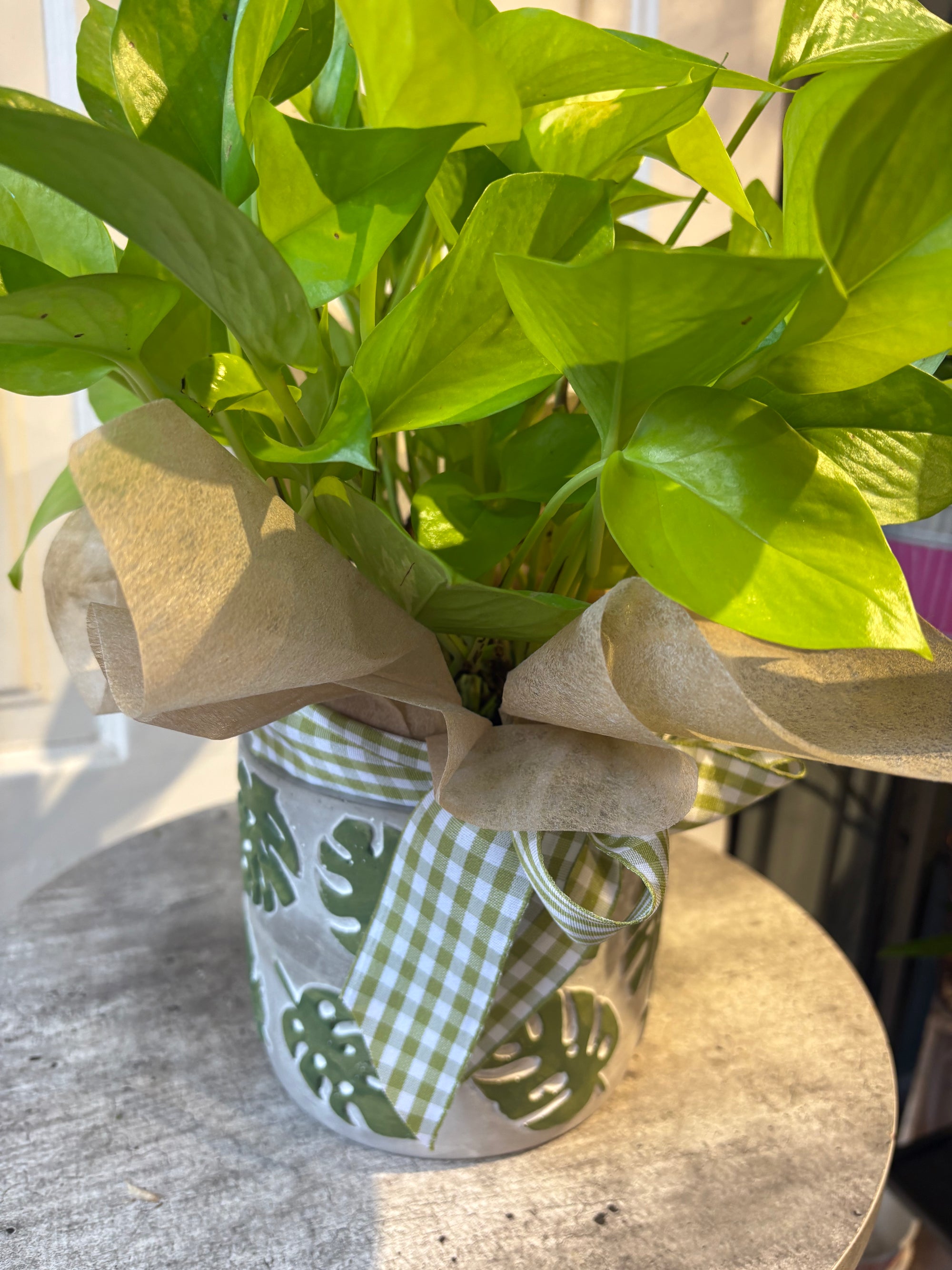 neon pothos