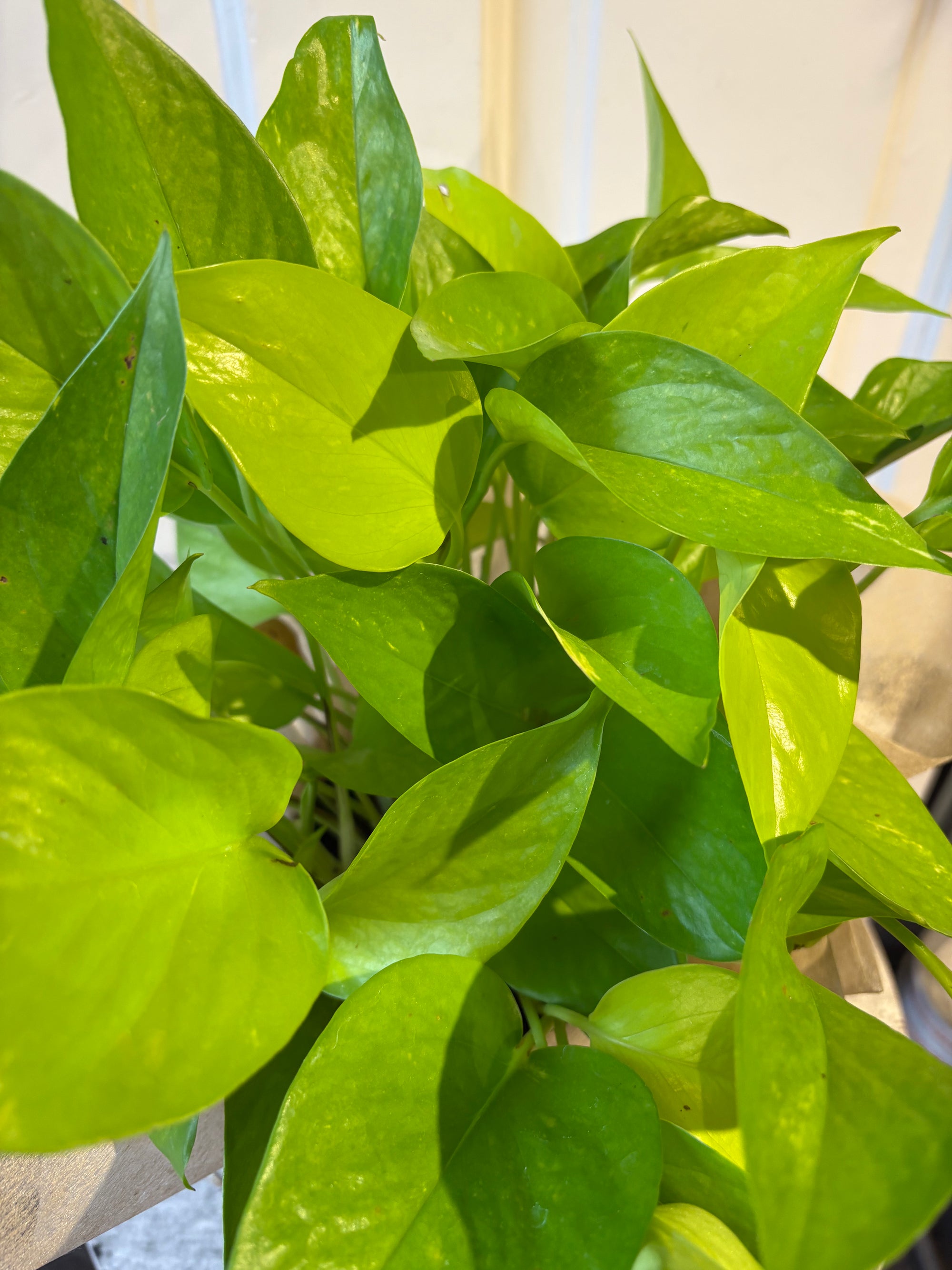 neon pothos