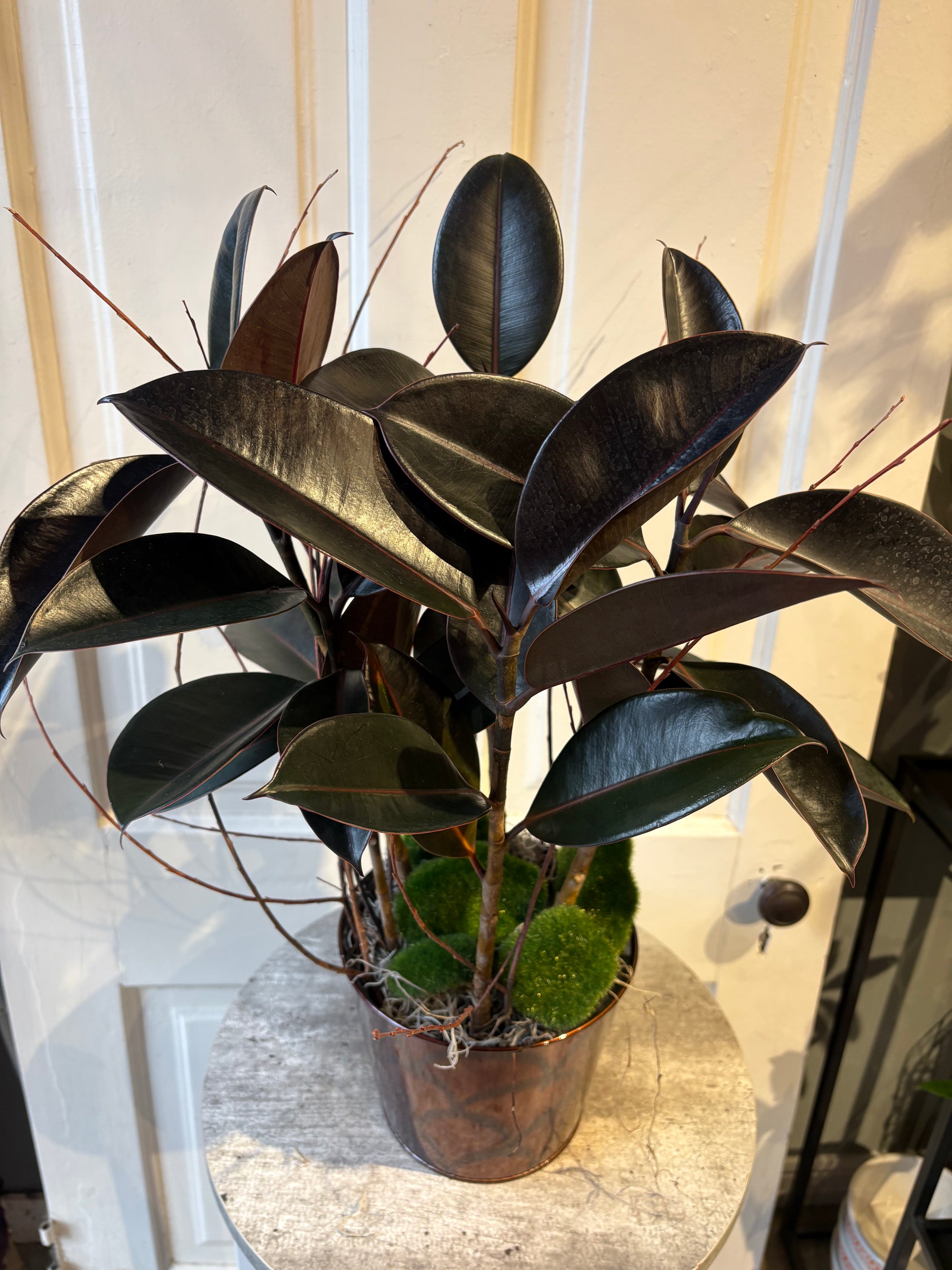 rubber plant with moss + twigs