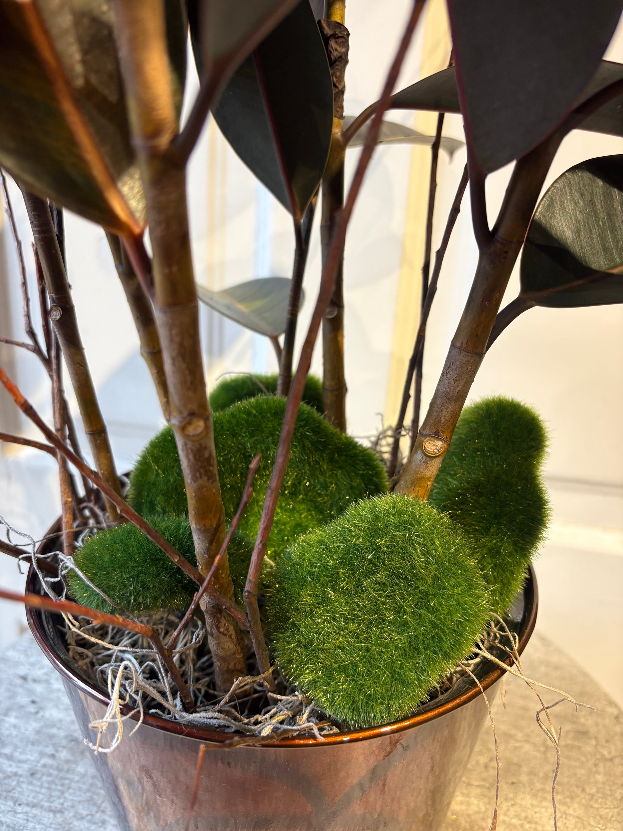 rubber plant with moss + twigs