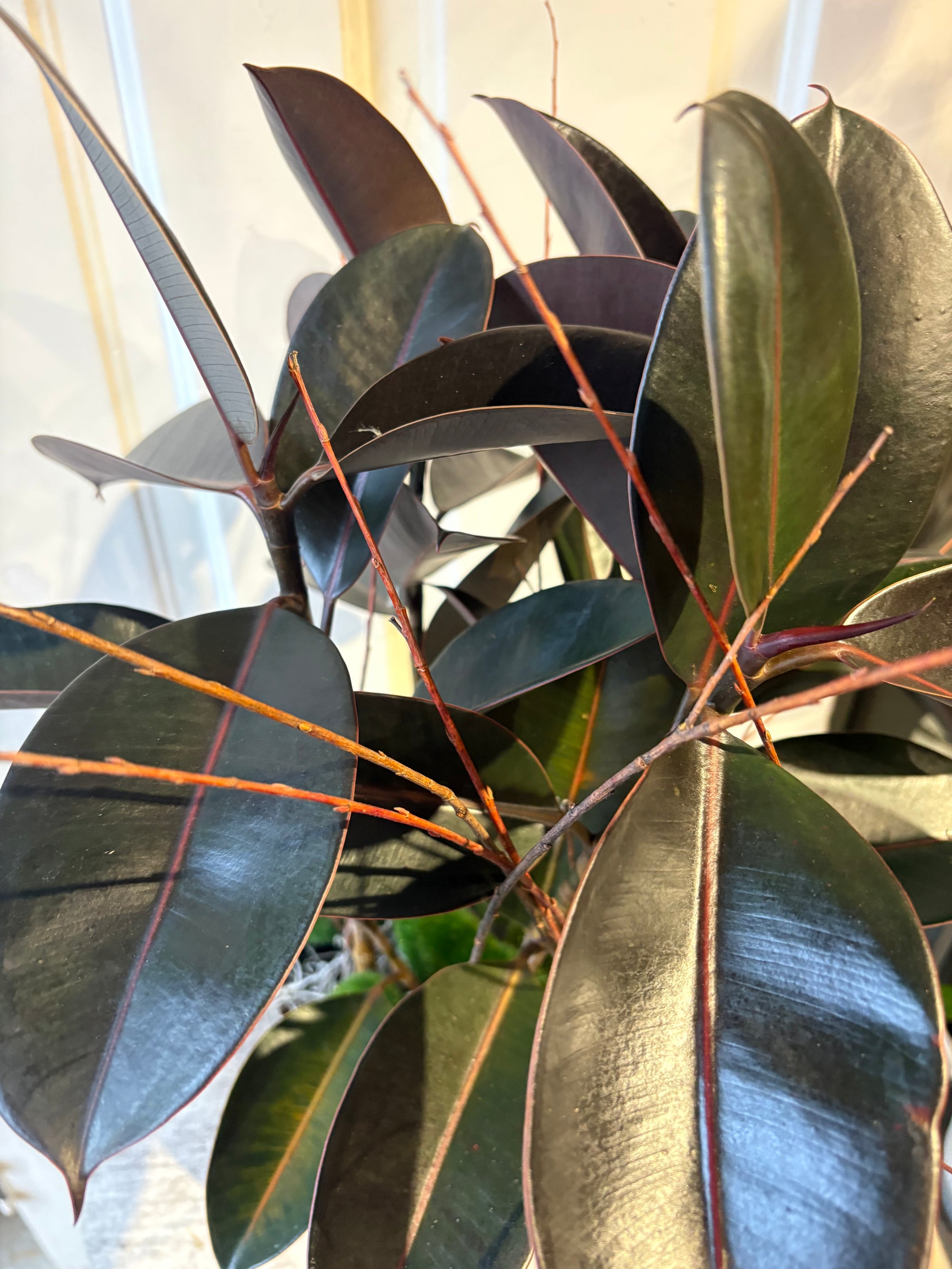 rubber plant with moss + twigs