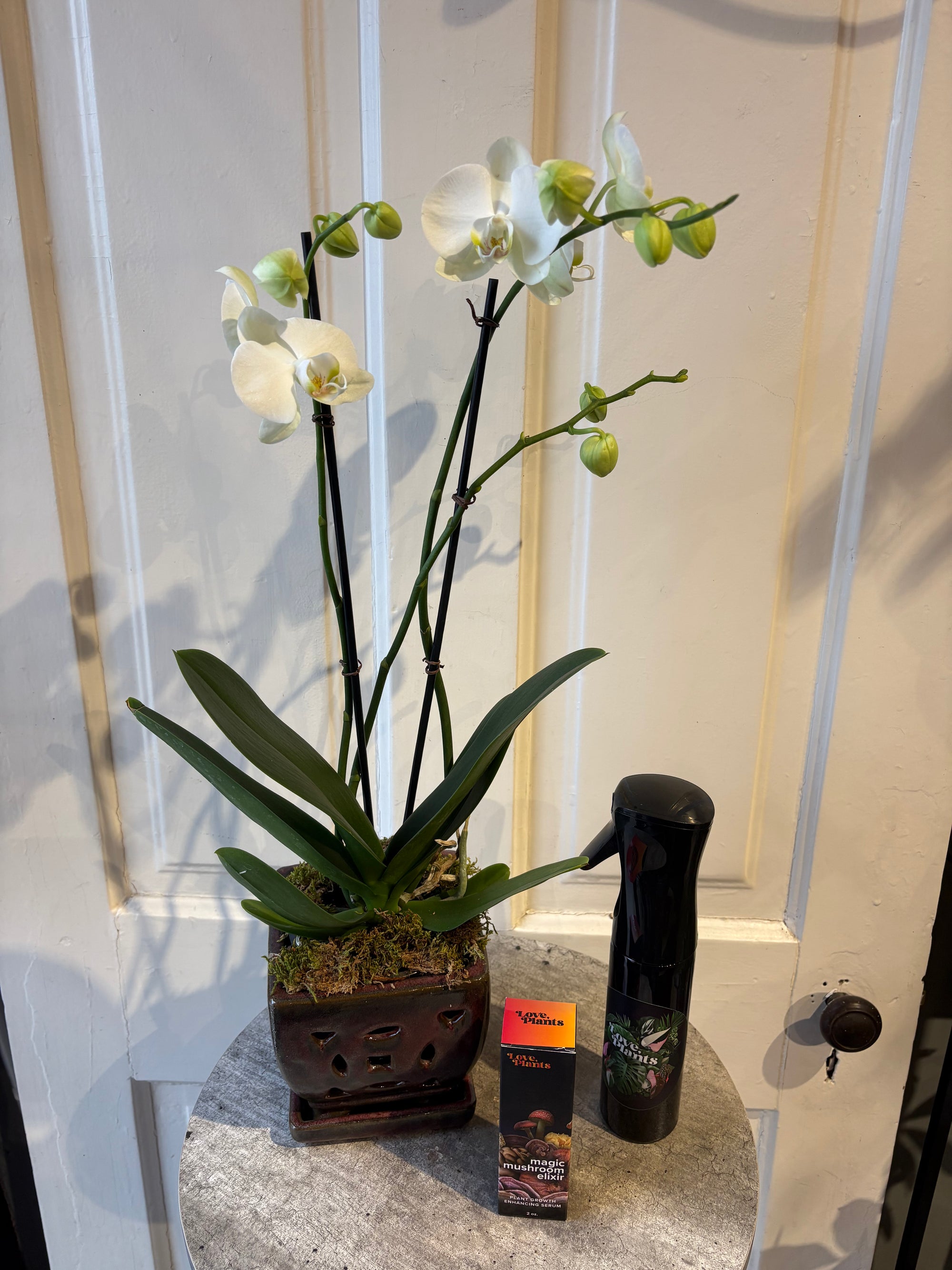 premium orchid kit