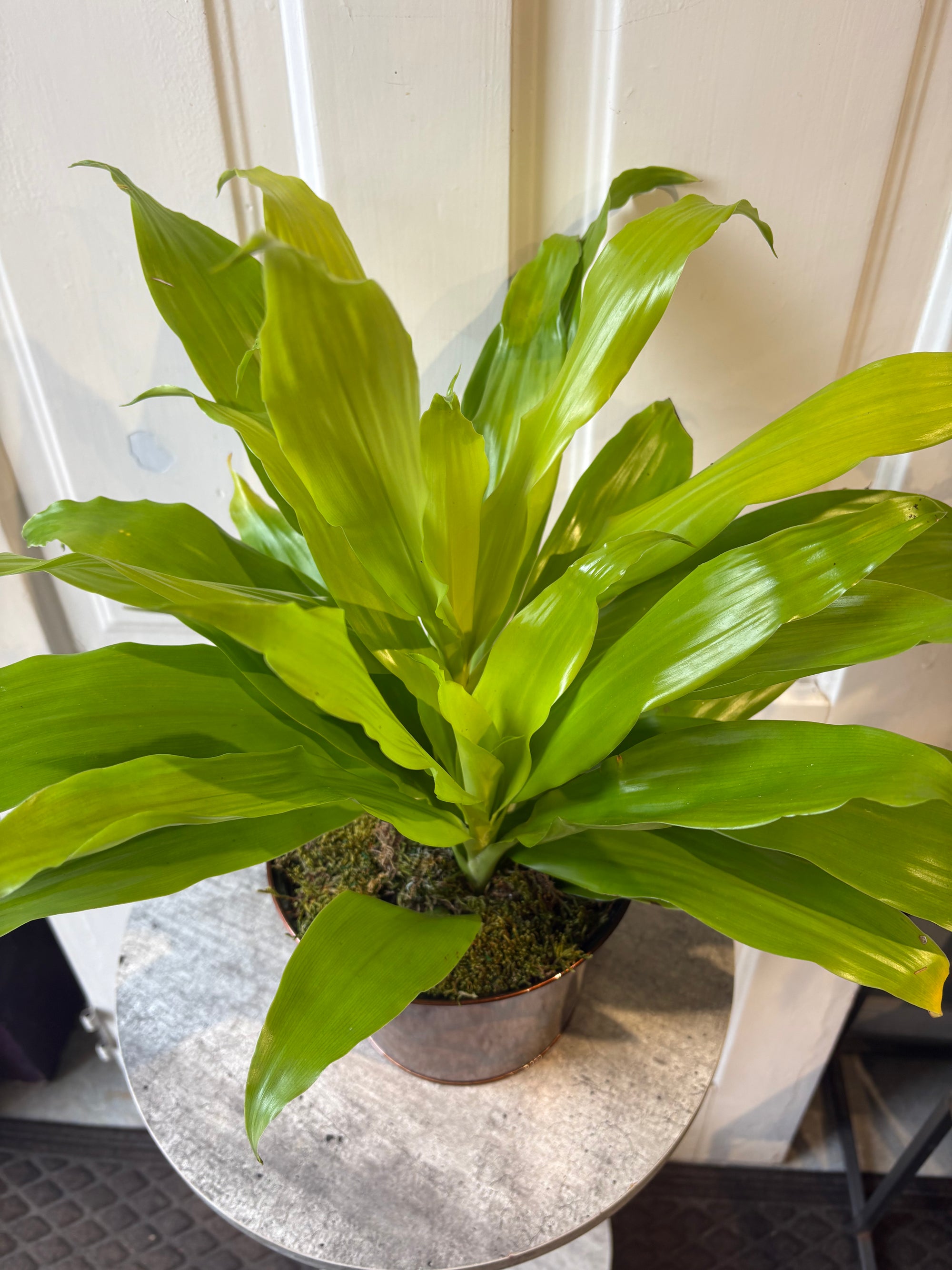 dracaena