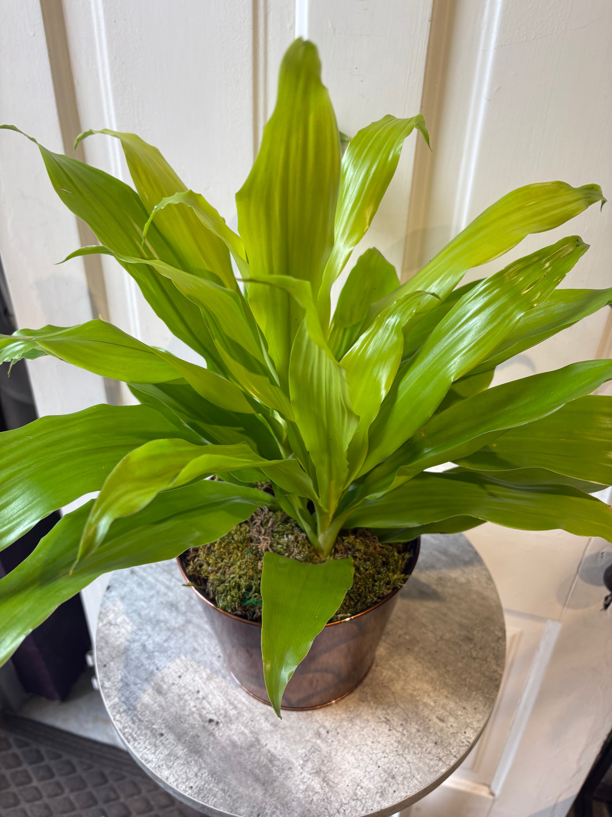dracaena