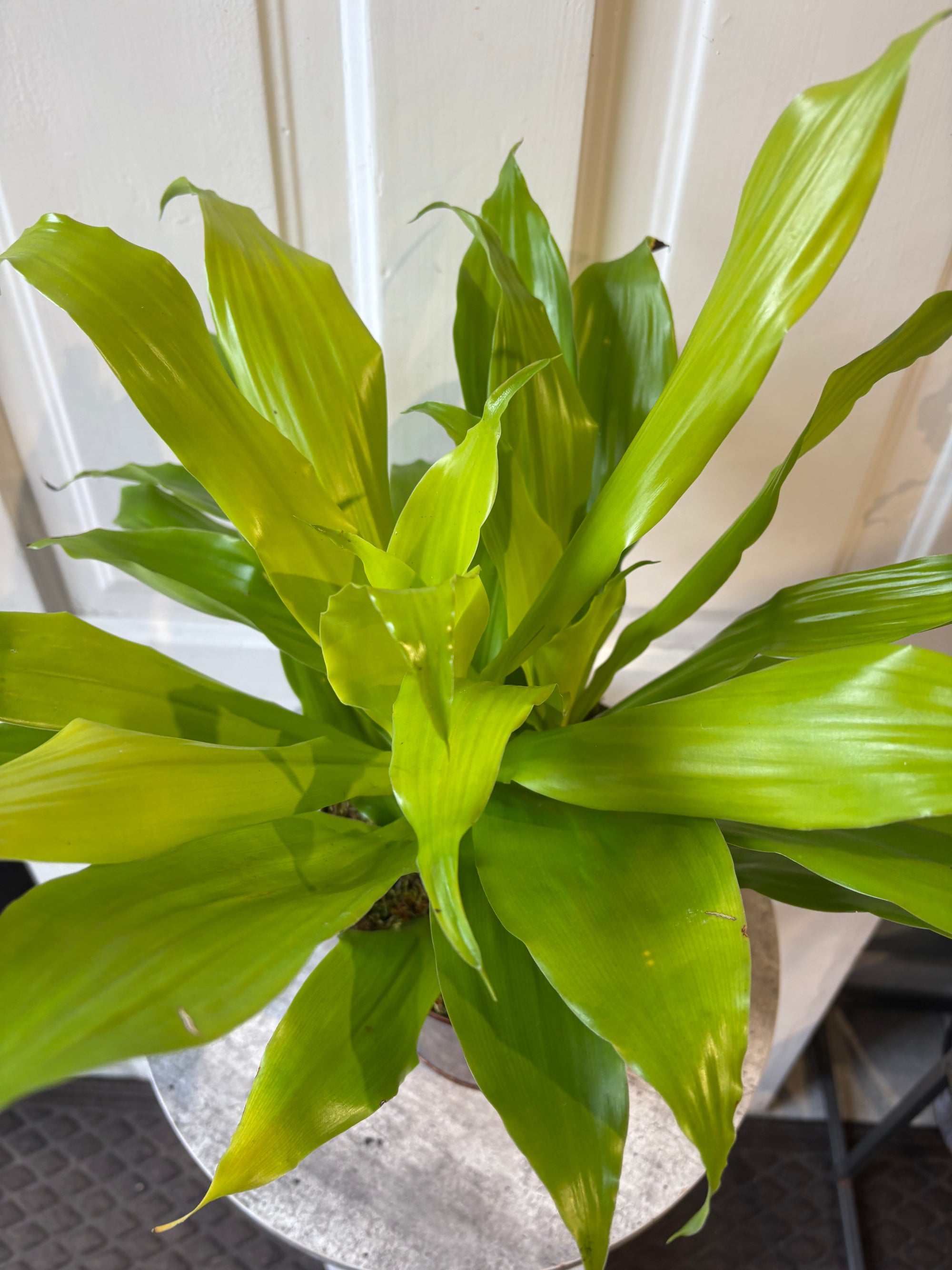 dracaena