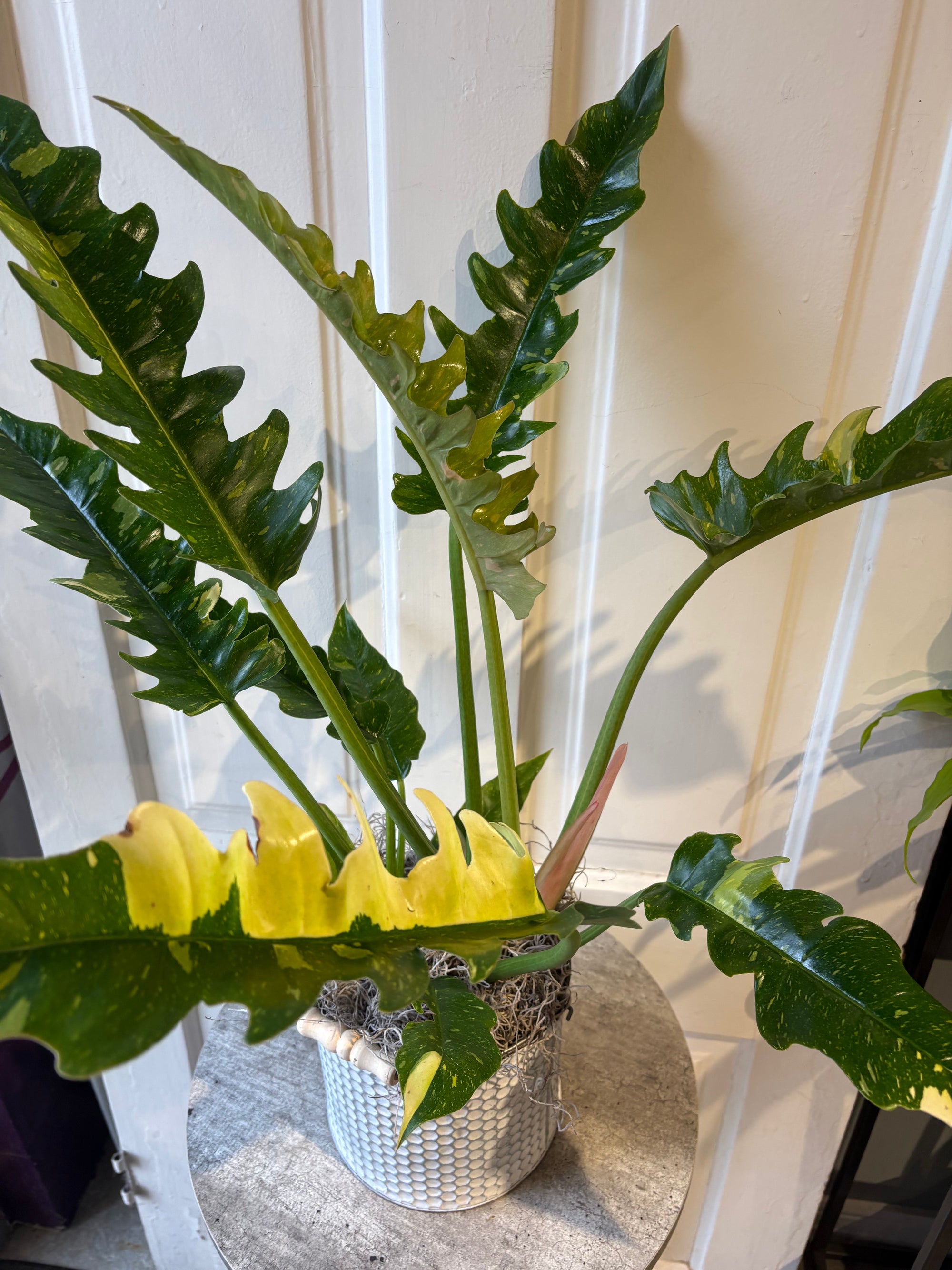 ring of fire philodendron