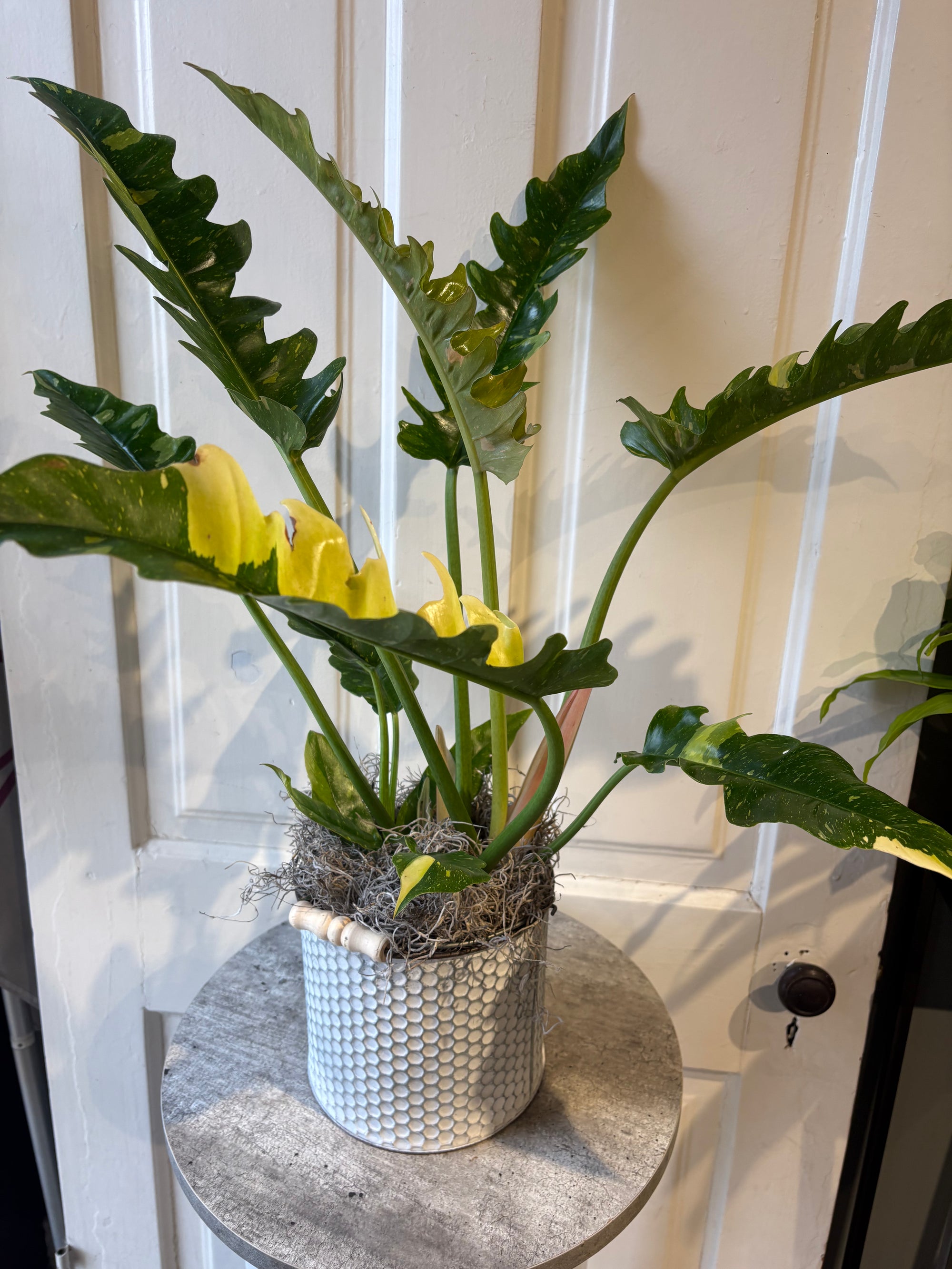 ring of fire philodendron