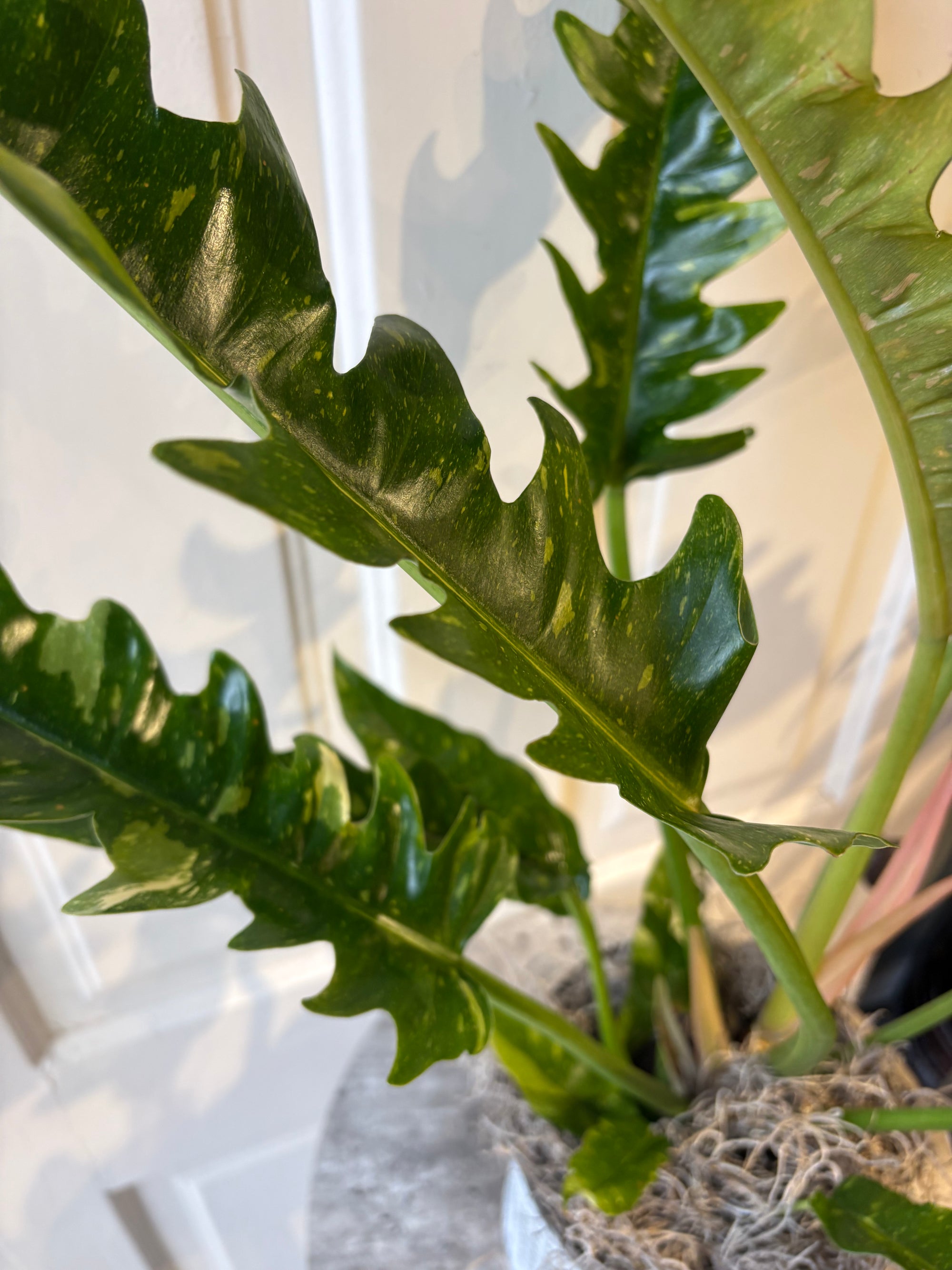 ring of fire plant philodendron ring of fire philodendron