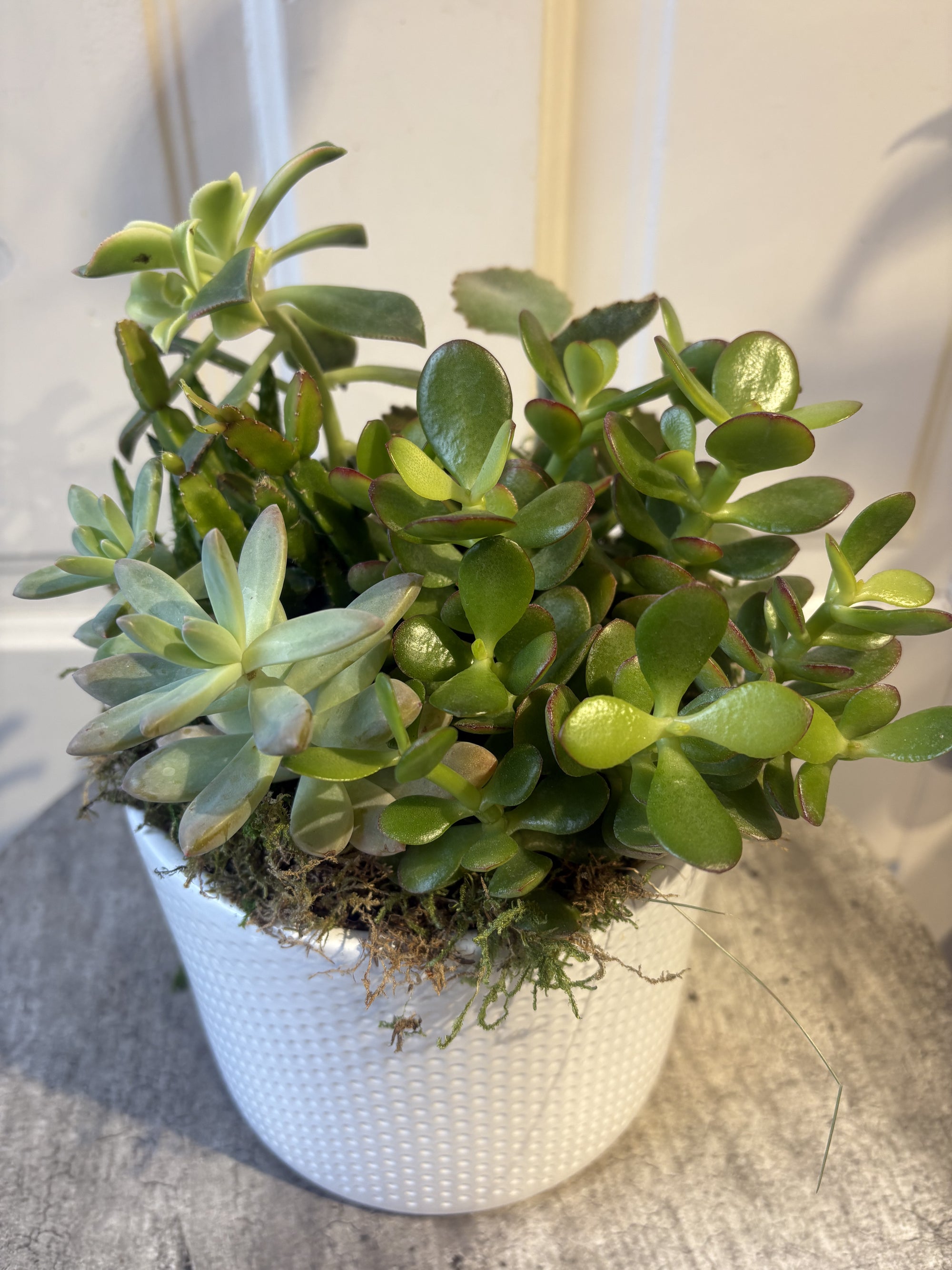 succulent desk garden