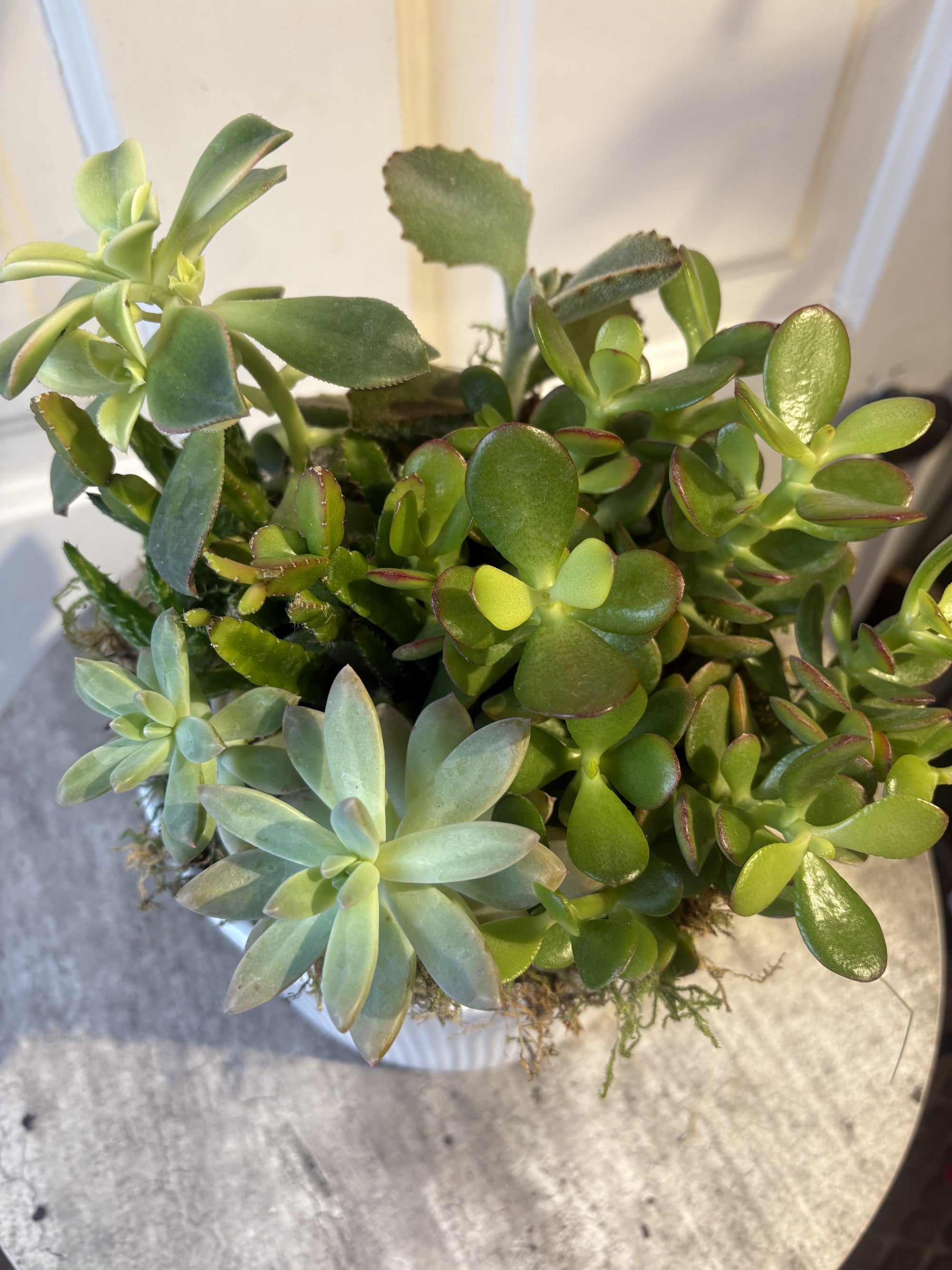 succulent desk garden